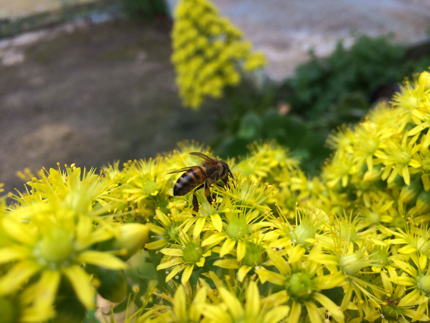 ape da fiore, apicoltura sicilia elios