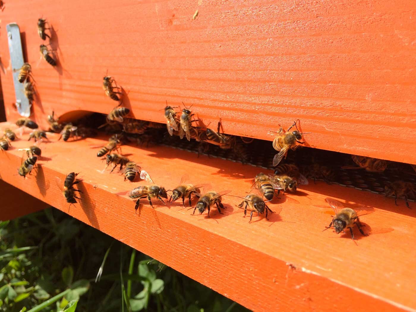 sicilian black bee beekeeping and making honey sicily