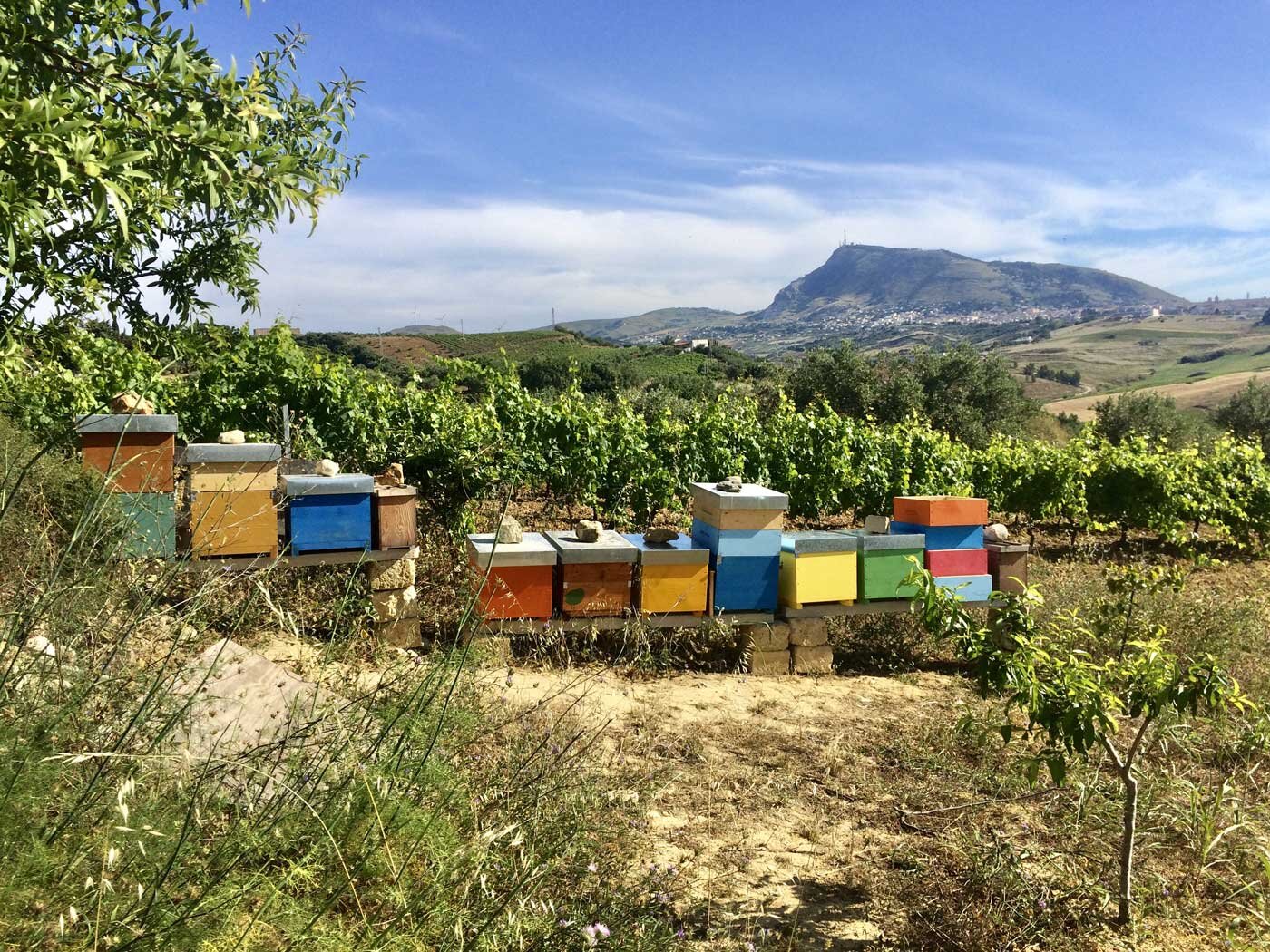 apiary beekeeping sicily elios