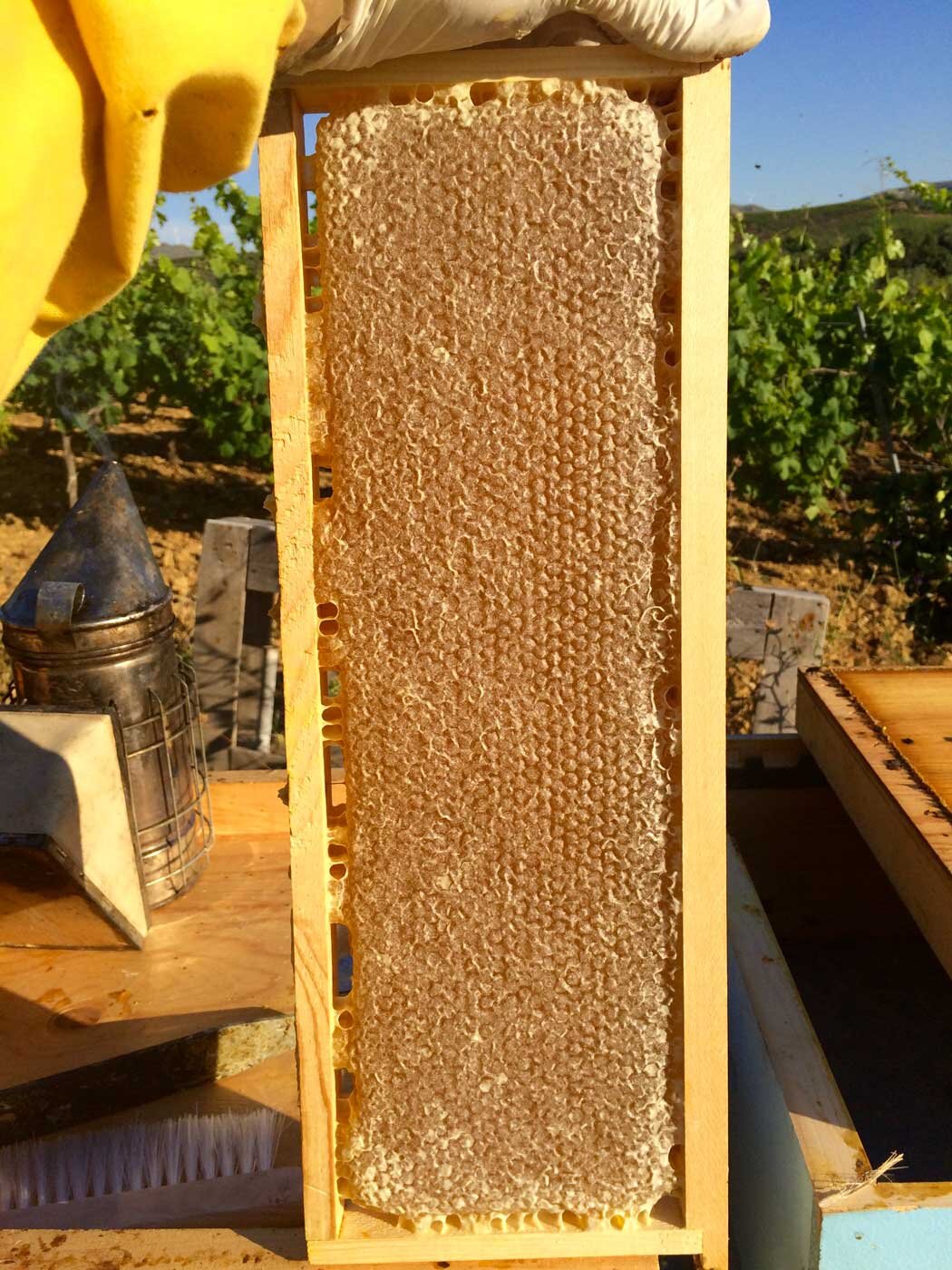 honey beekeeping sicily elios