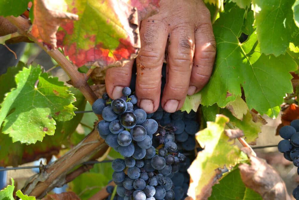 Vini naturali da uve nero d'avola 