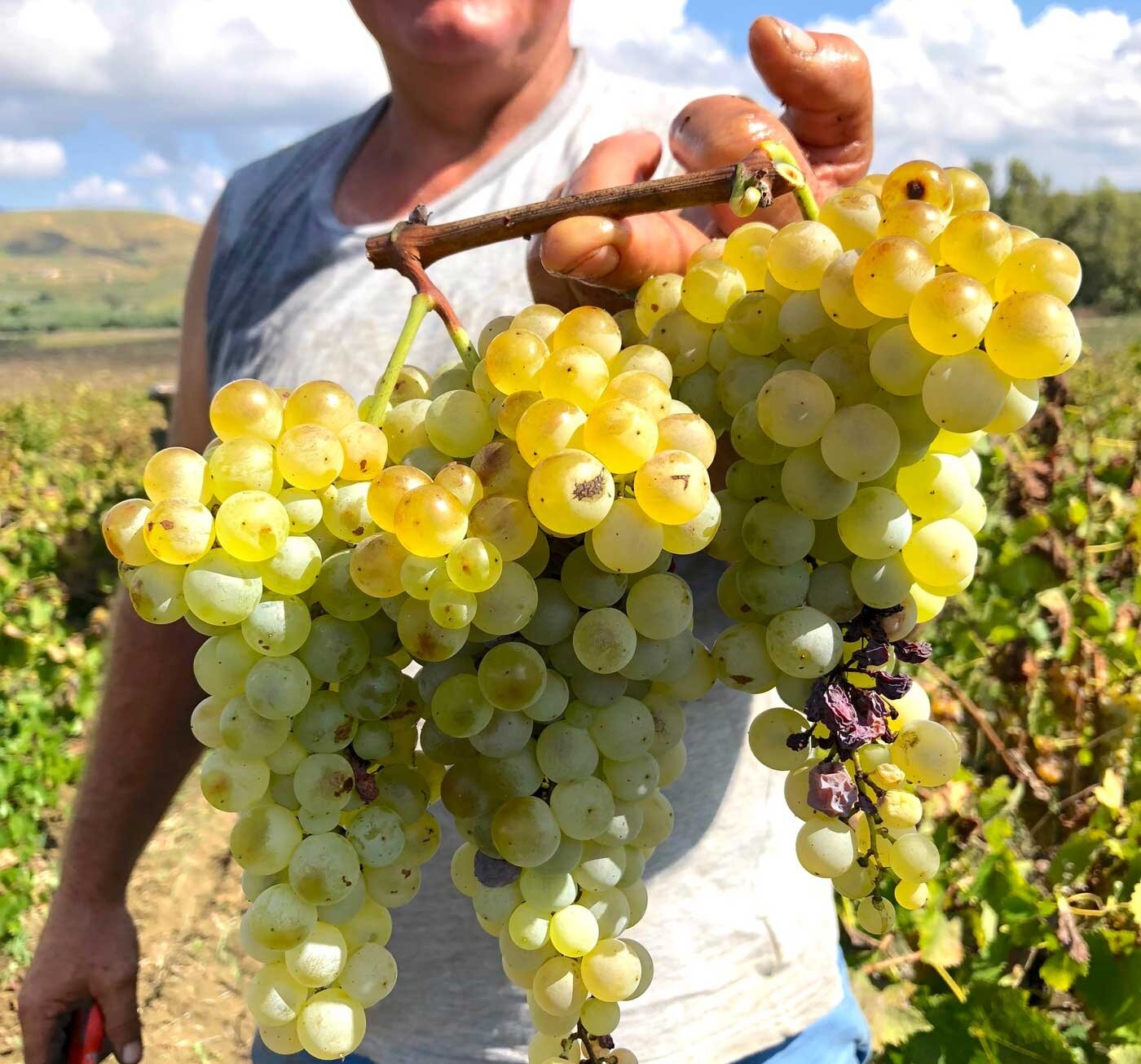 catarratto varietà di uva catarratto per il vino a contatto con la buccia naturale vino arancio vino modus bibendi bianco macerato elios