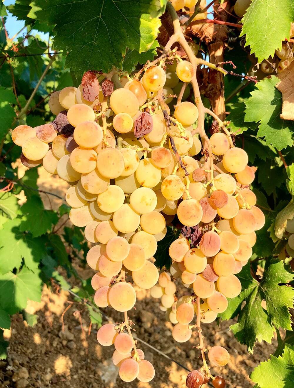 zibibbo moscato moscato alessandrino varietà di uva per il vino a contatto con la pelle naturale vino arancio vino modus bibendi bianco macerato elios