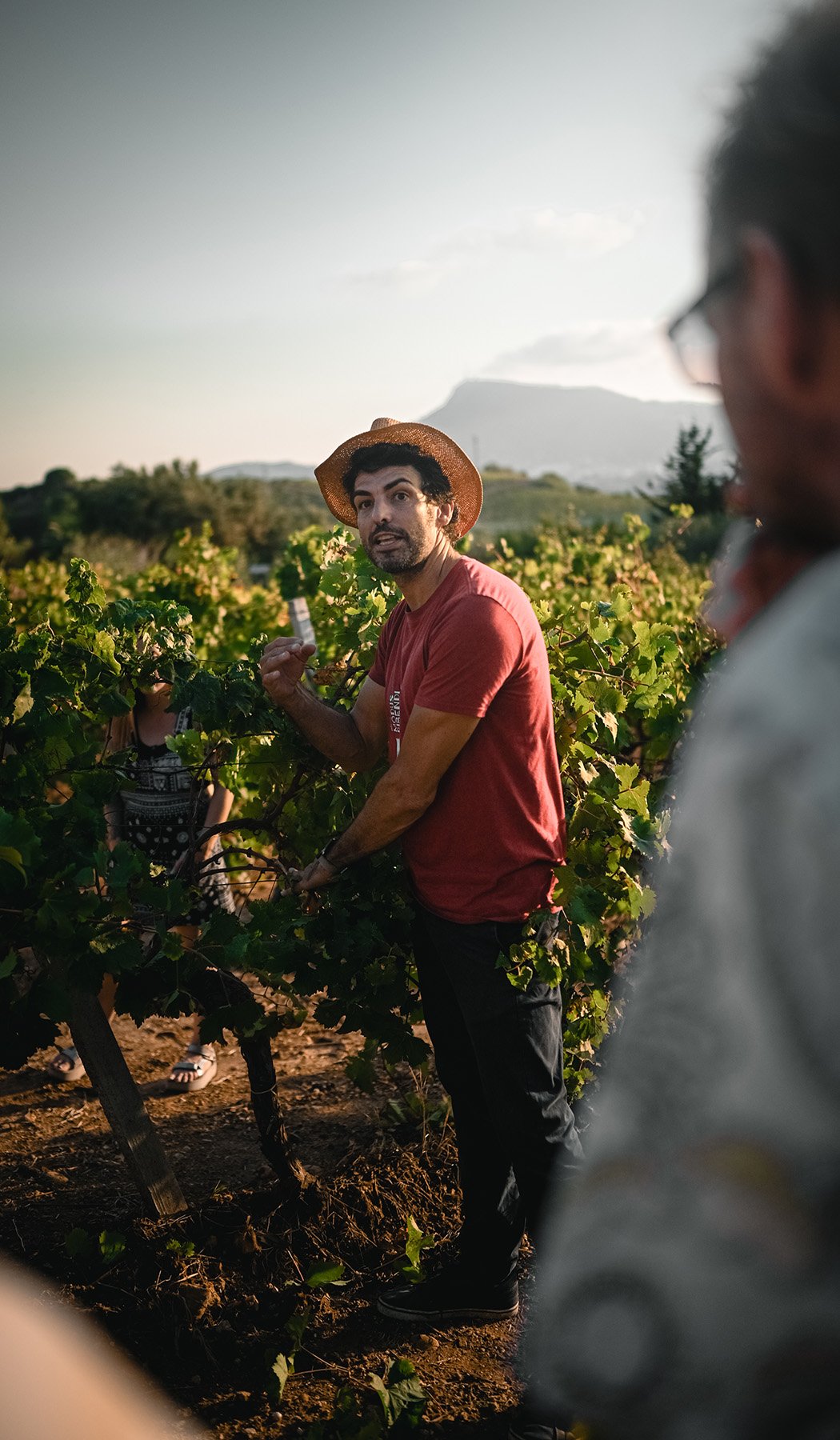 degustazione di vini con il produttore Sicilia