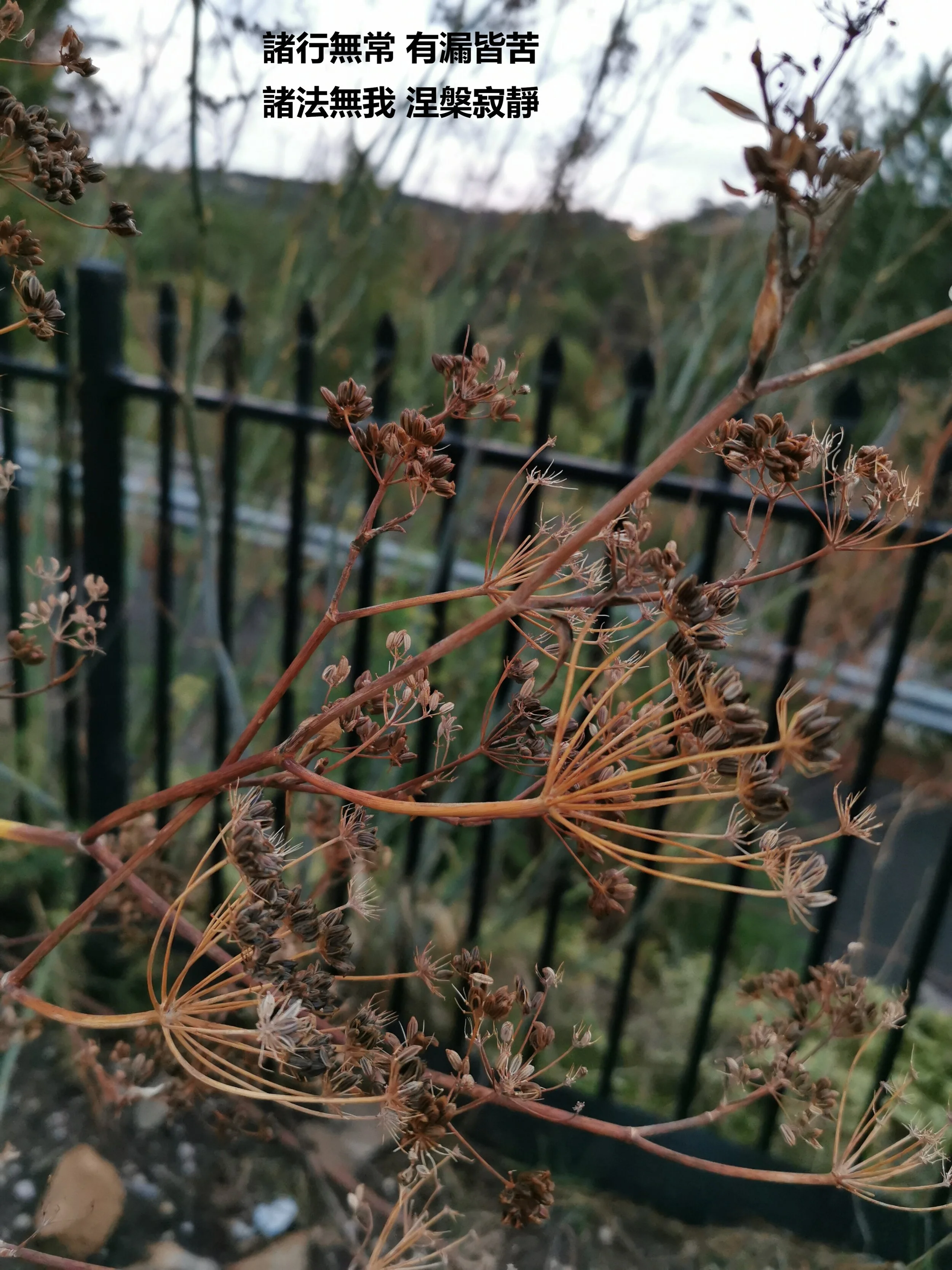 Winnie-諸行無常 有漏皆苦 諸法無我 涅槃寂靜.jpg