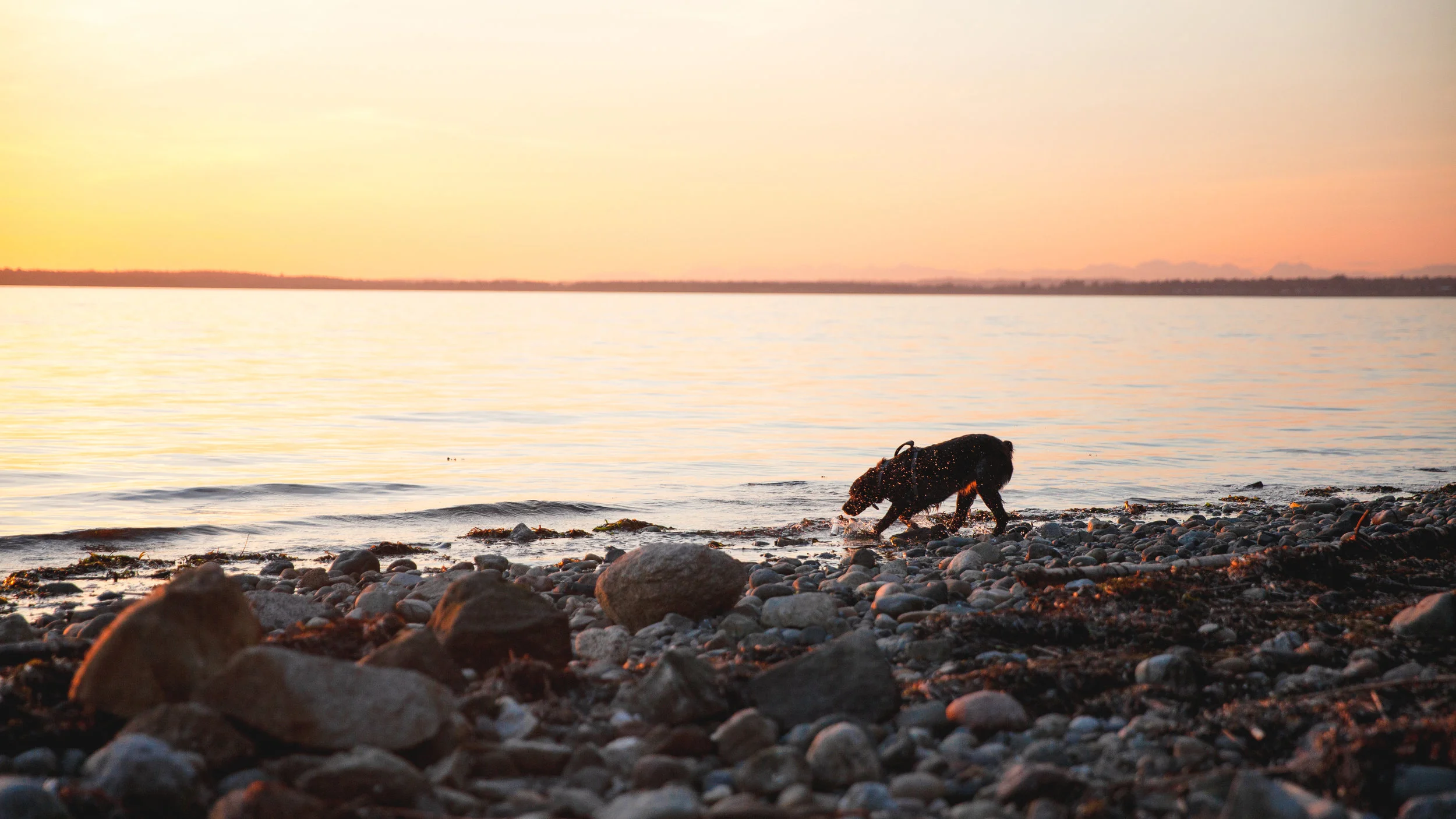 pip sunset