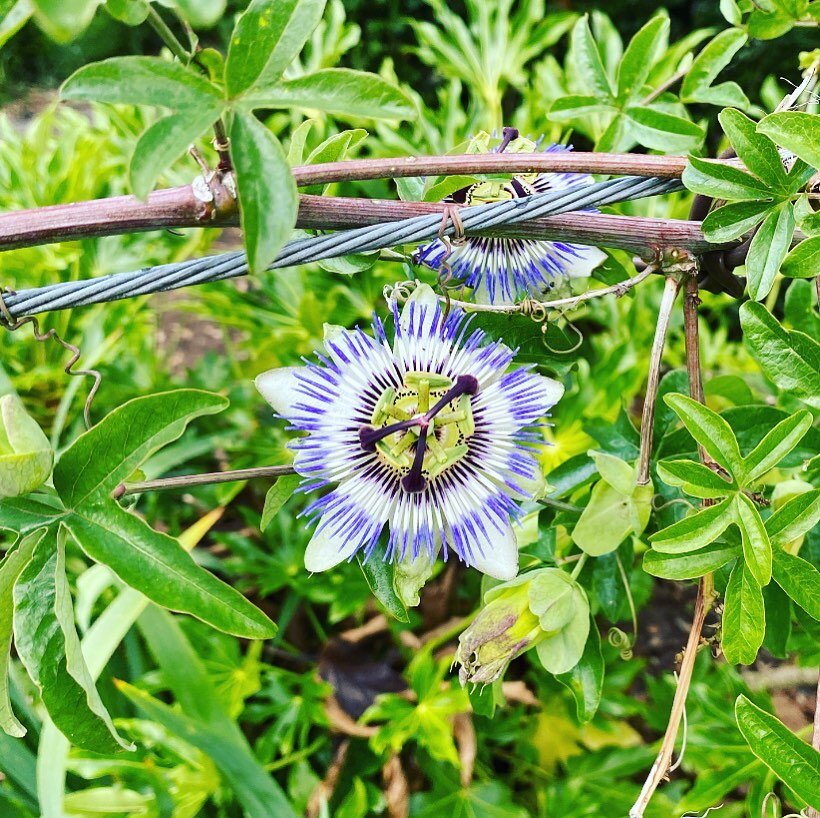 ANXIETY &amp; INSOMNIA//⁣⁣⁣⁣
⁣⁣⁣⁣
Extremely common conditions and often the first thing my clients discuss when visiting for a consultation. ⁣⁣⁣⁣
⁣⁣⁣⁣
Passiflora incarnata or Passionflower (pictured here) is one of the many wonderful herbs that is us