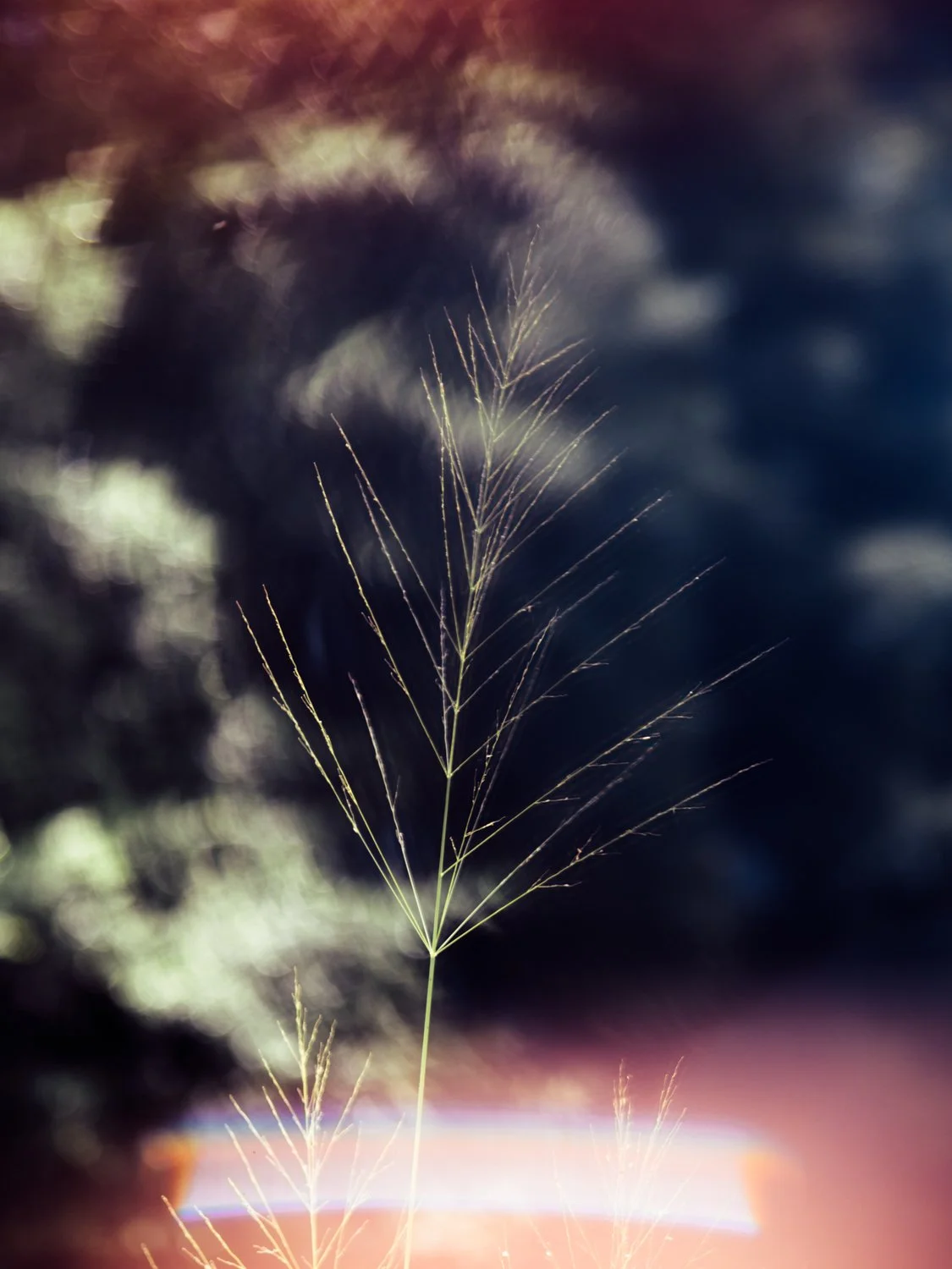 Alvin Lau – Back to the Water