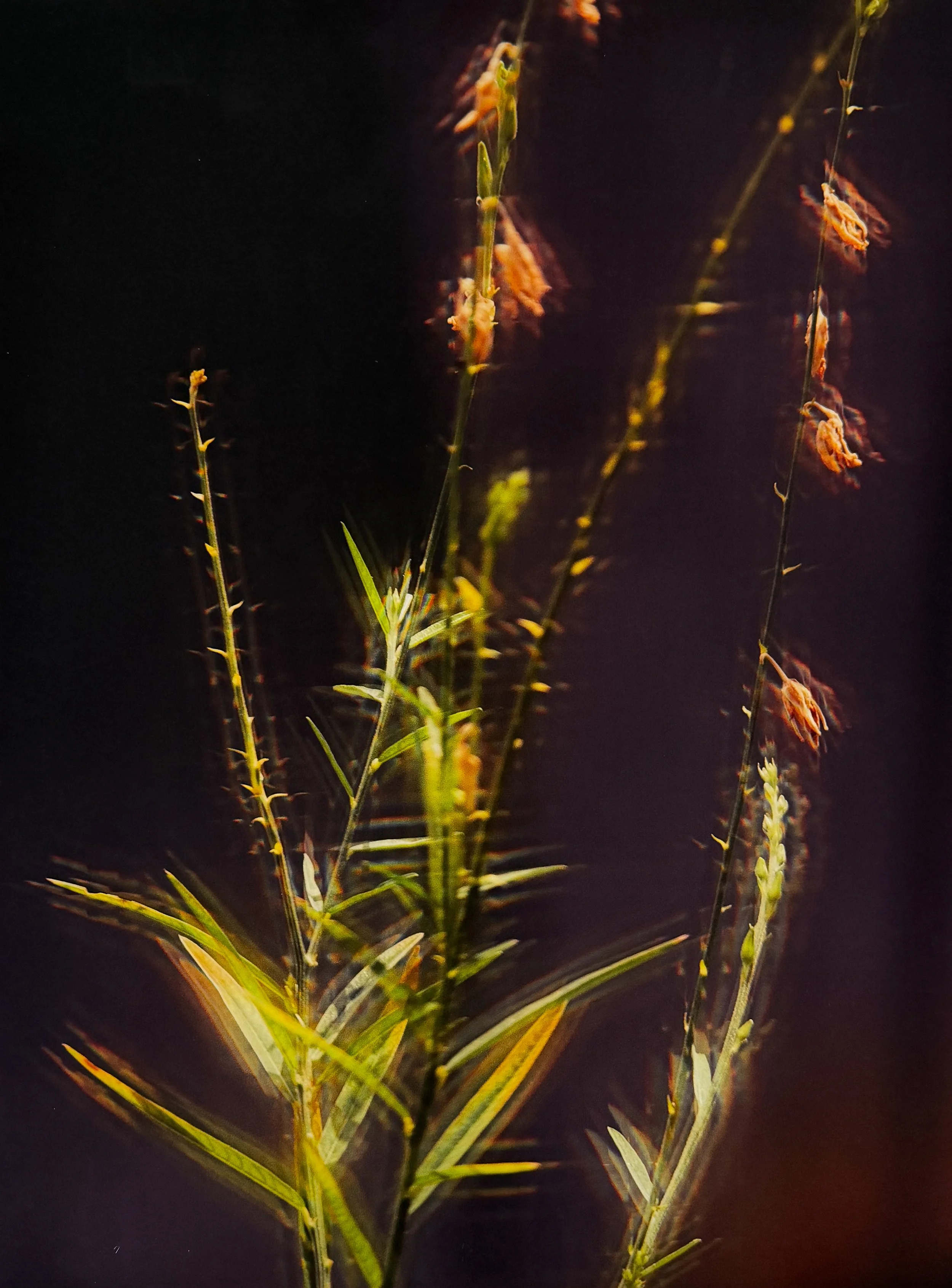 Alvin Lau – Primitive Heart