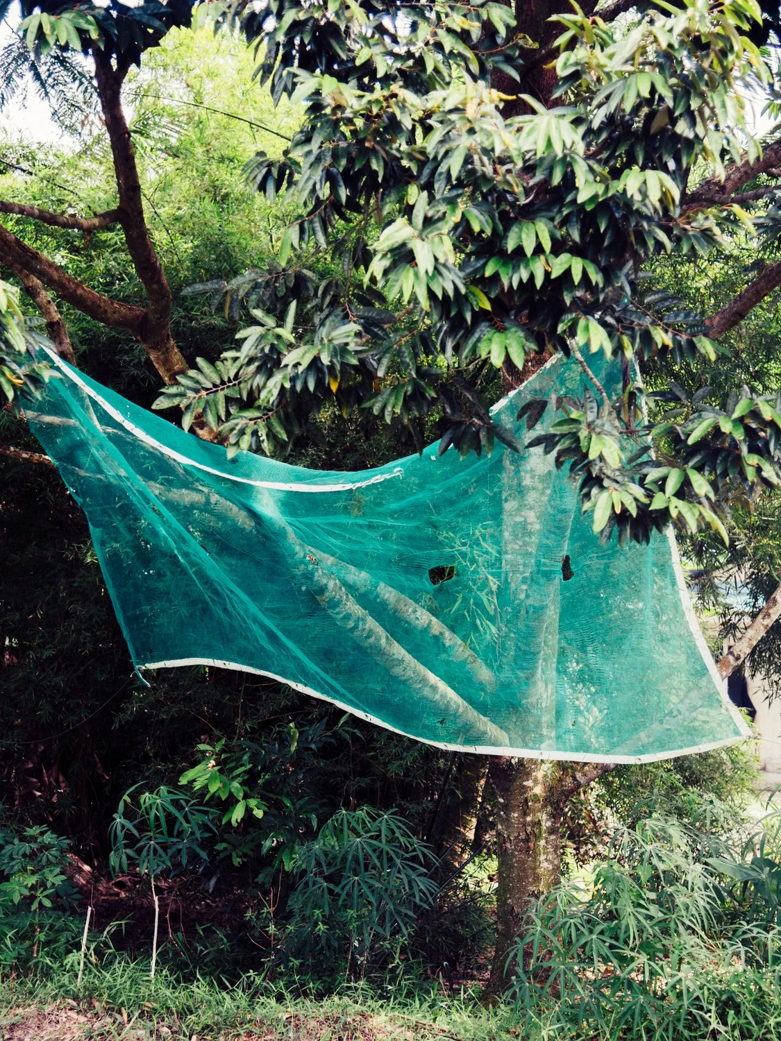 Alvin Lau – Secret Garden