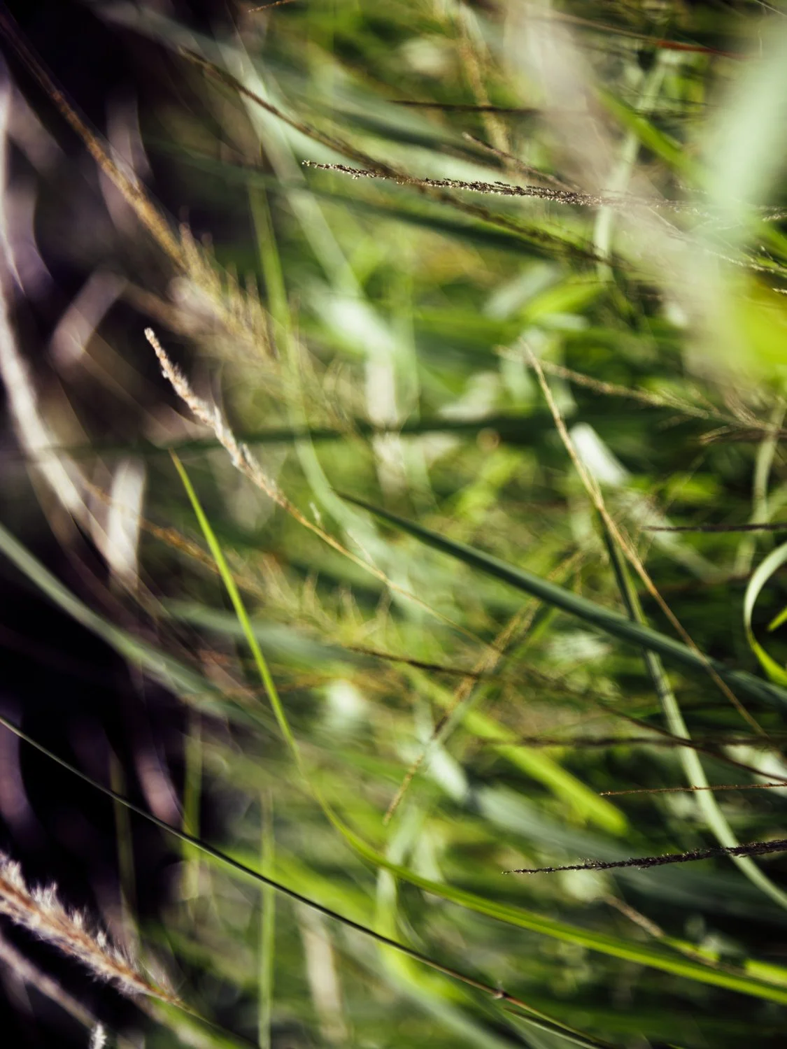 Alvin Lau – Earth Triumphant