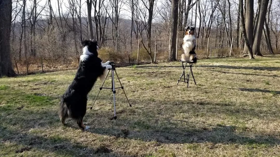 Advanced Tricks.jpg