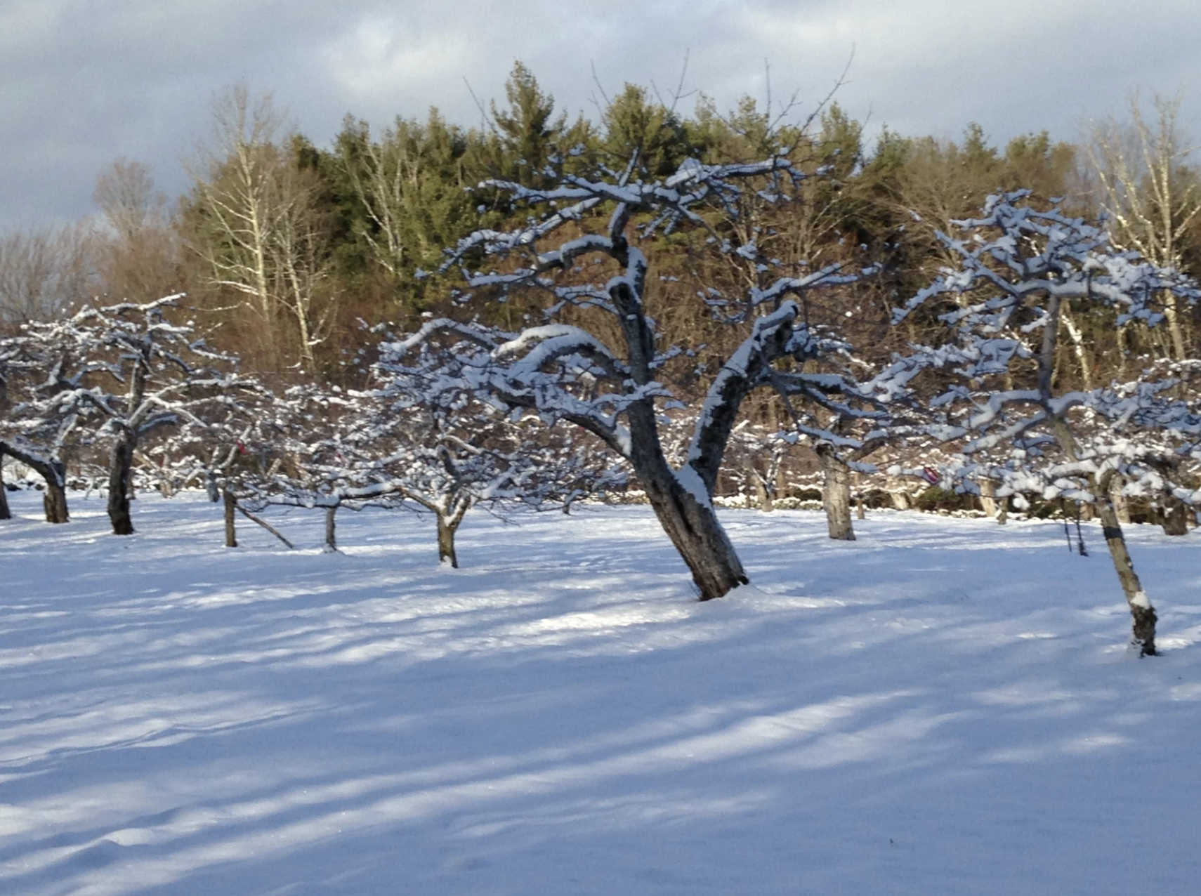 Snow-covered orchard in winter at cidery in New Salem Massachusetts”