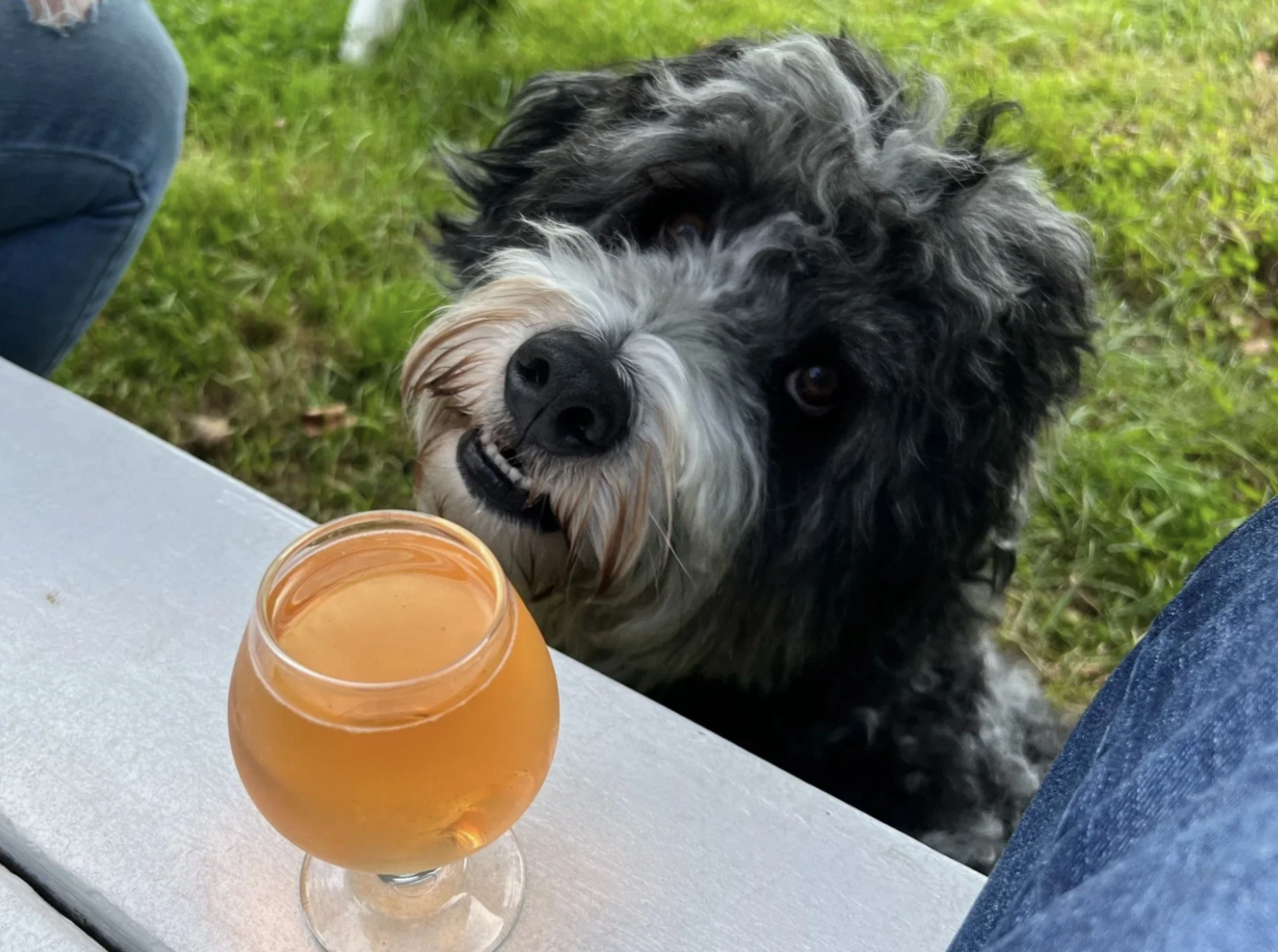 Dog relaxing outside pet-friendly cabin in New Salem Massachusetts