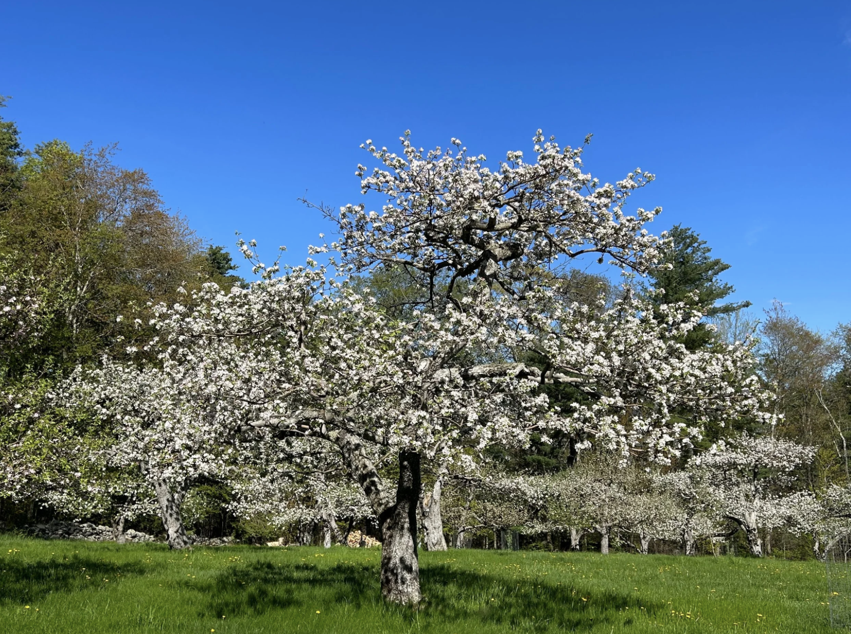 Apple trees in full bloom in spring at orchard in New Salem Massachusetts