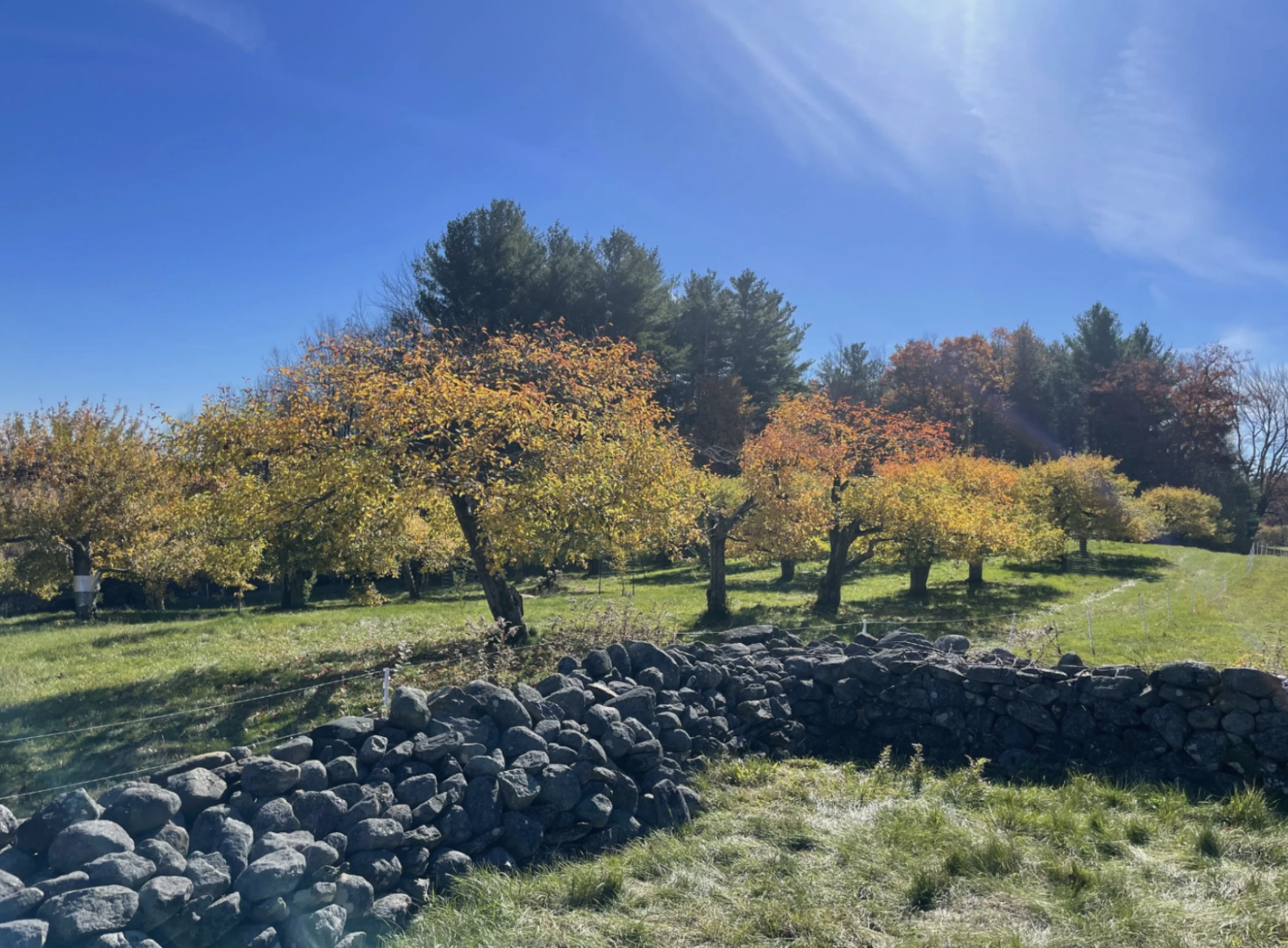 Heirloom apple orchard in fall color and stone walls at cidery in New Salem Massachusetts