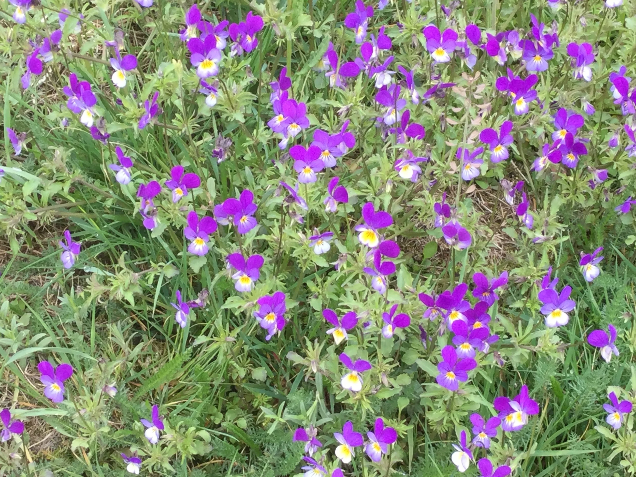 Flowers at spring in Dalarna.JPG