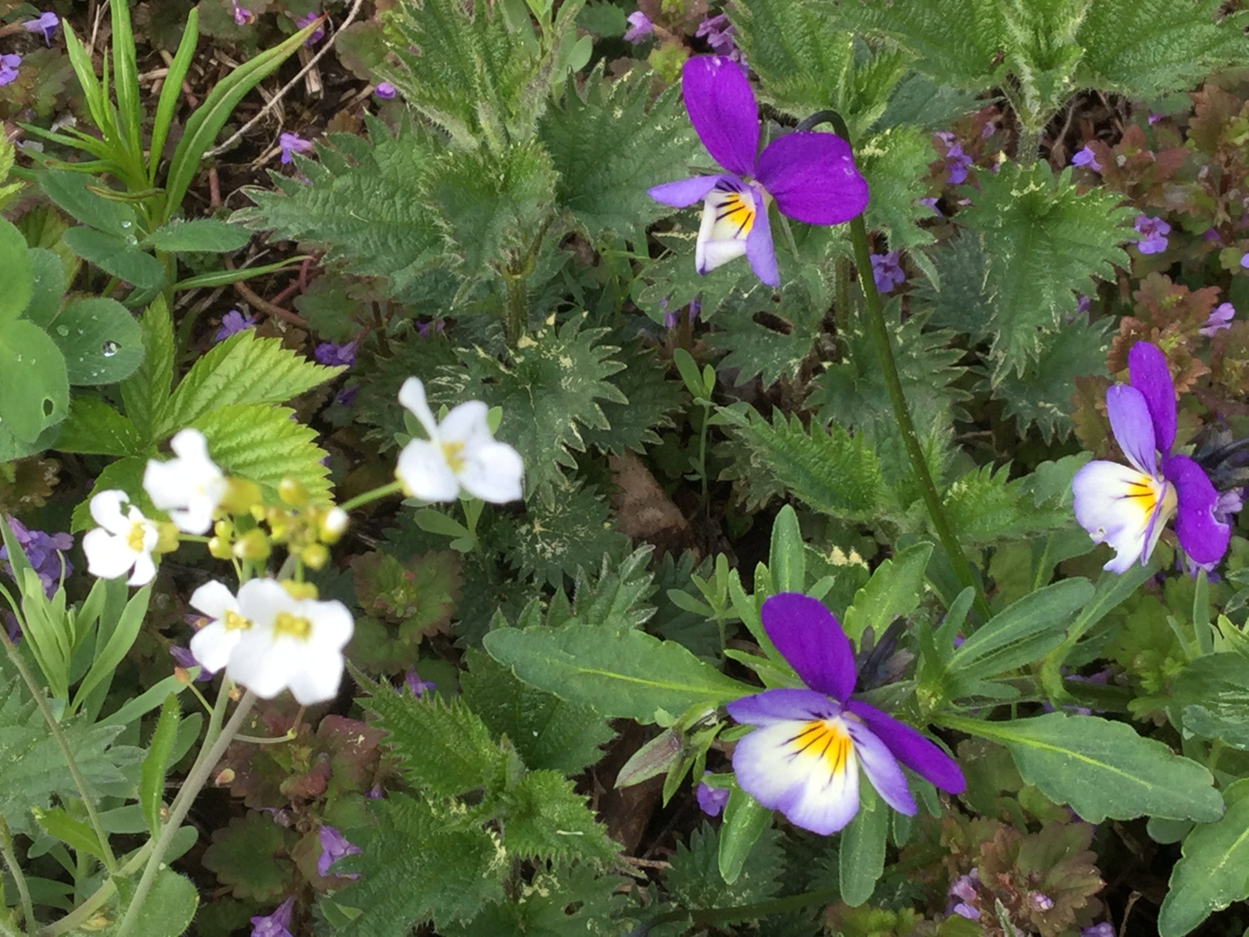 Spring flowers in Dalarna.JPG
