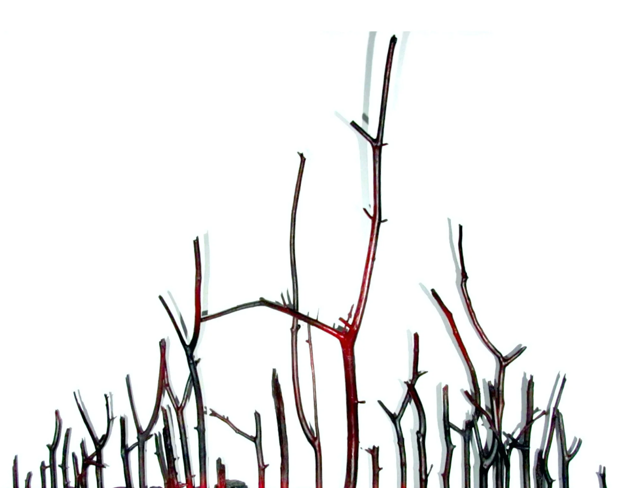 environmental action statement graphic.jpeg