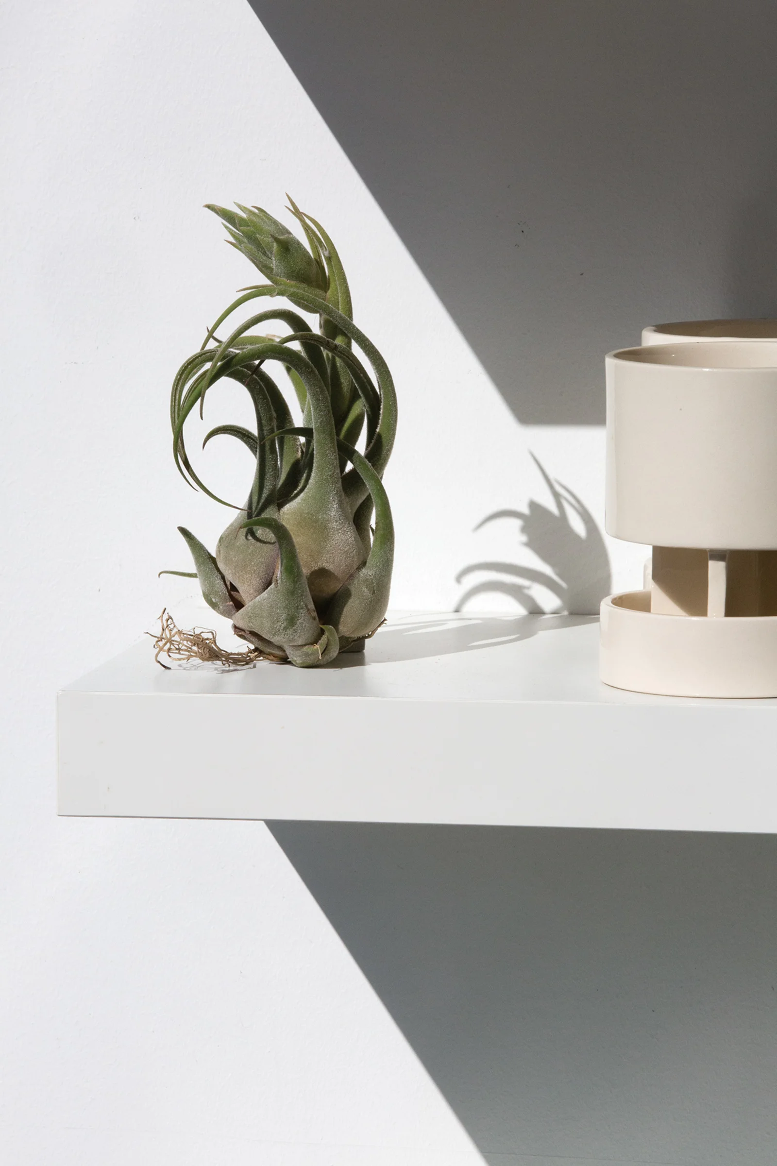 fern03.jpg