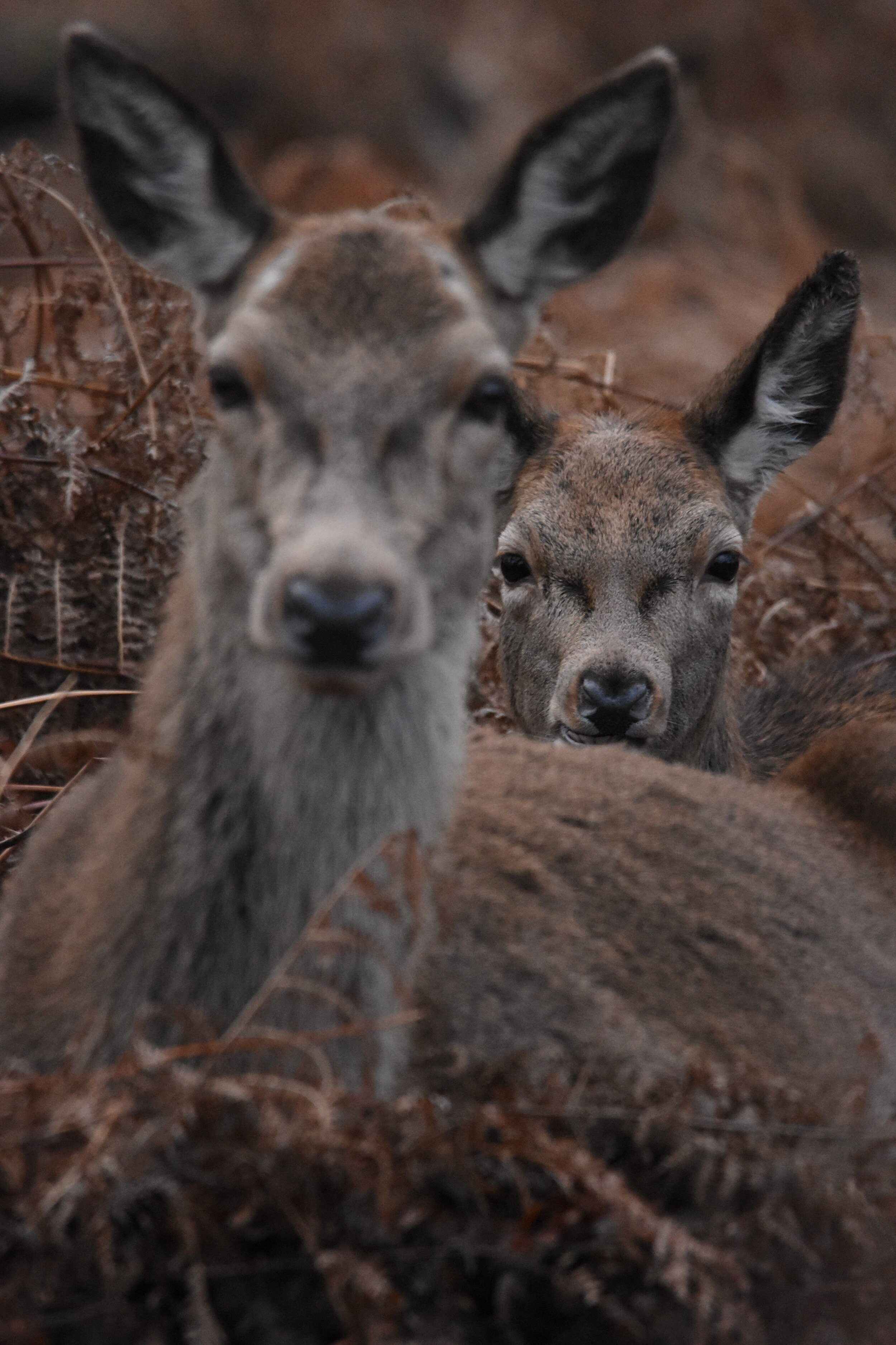 DSC_3485.jpeg