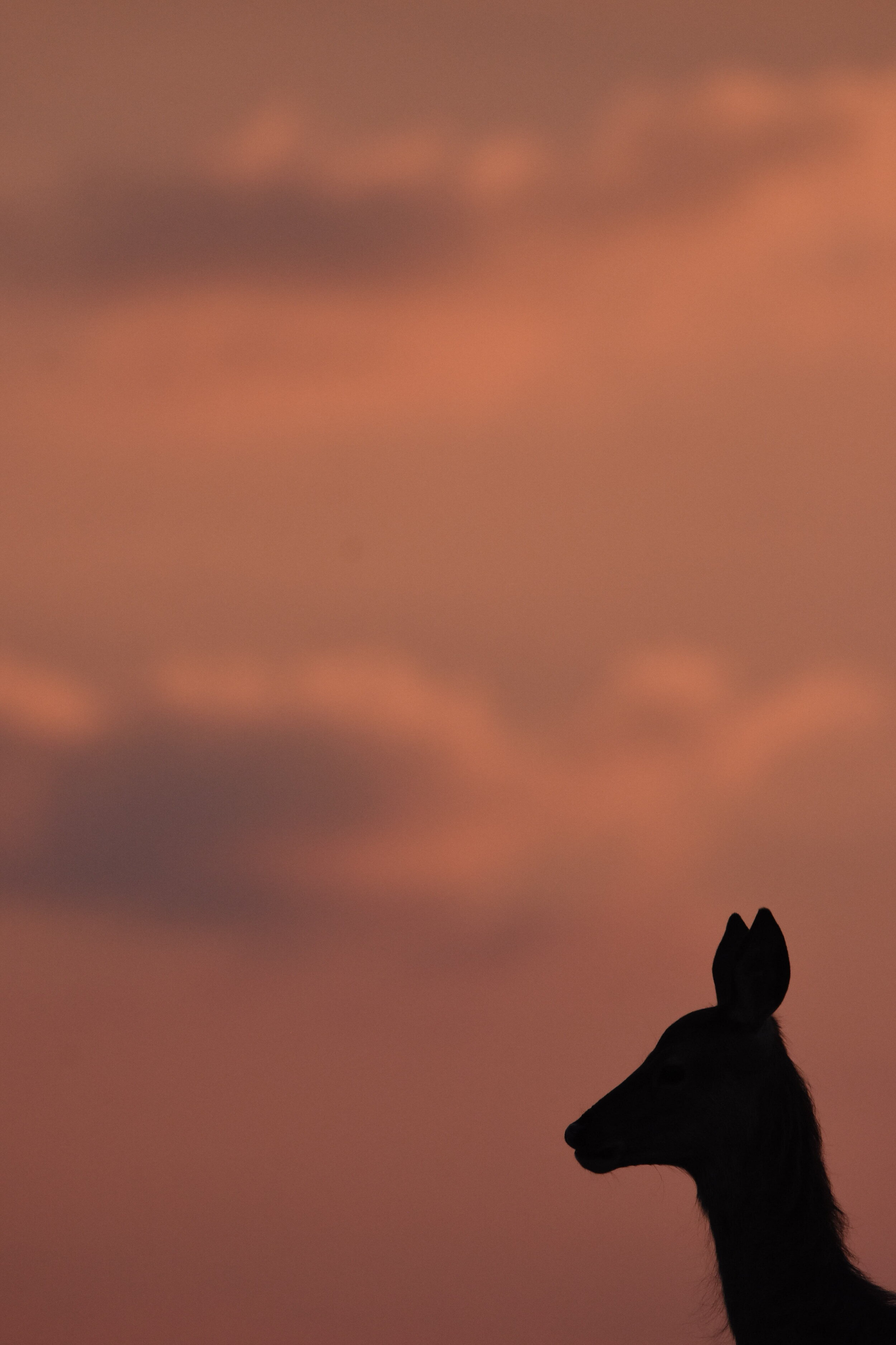 DSC_0925.jpeg
