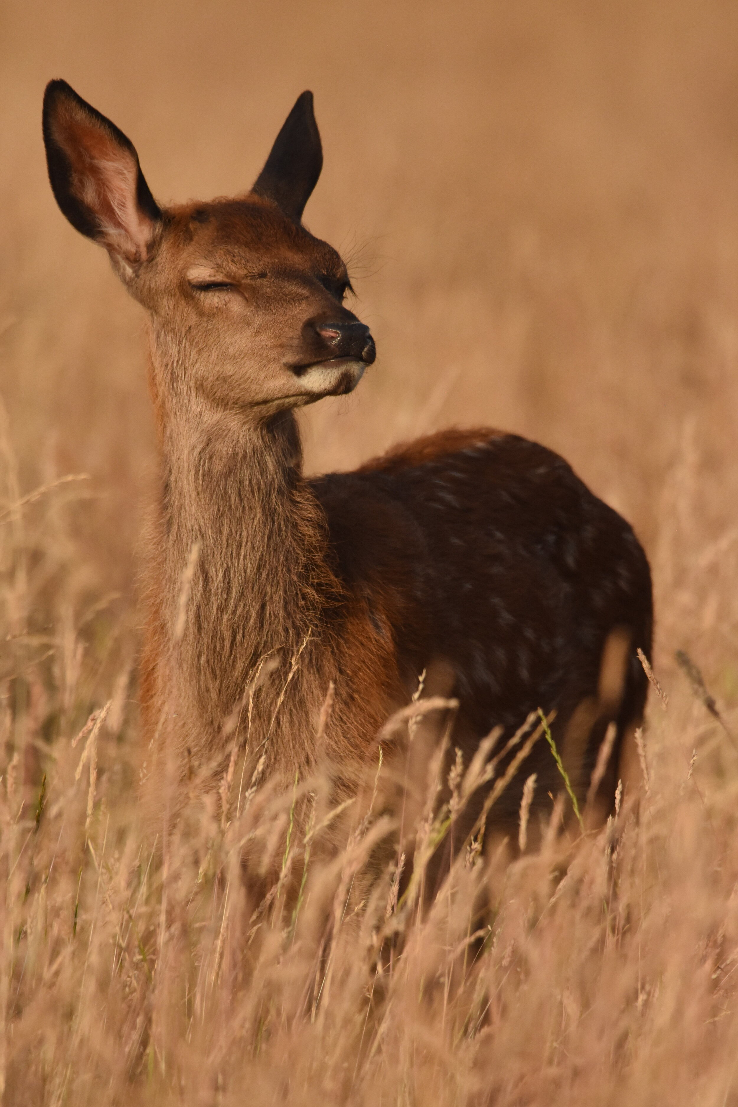 DSC_6749.jpeg