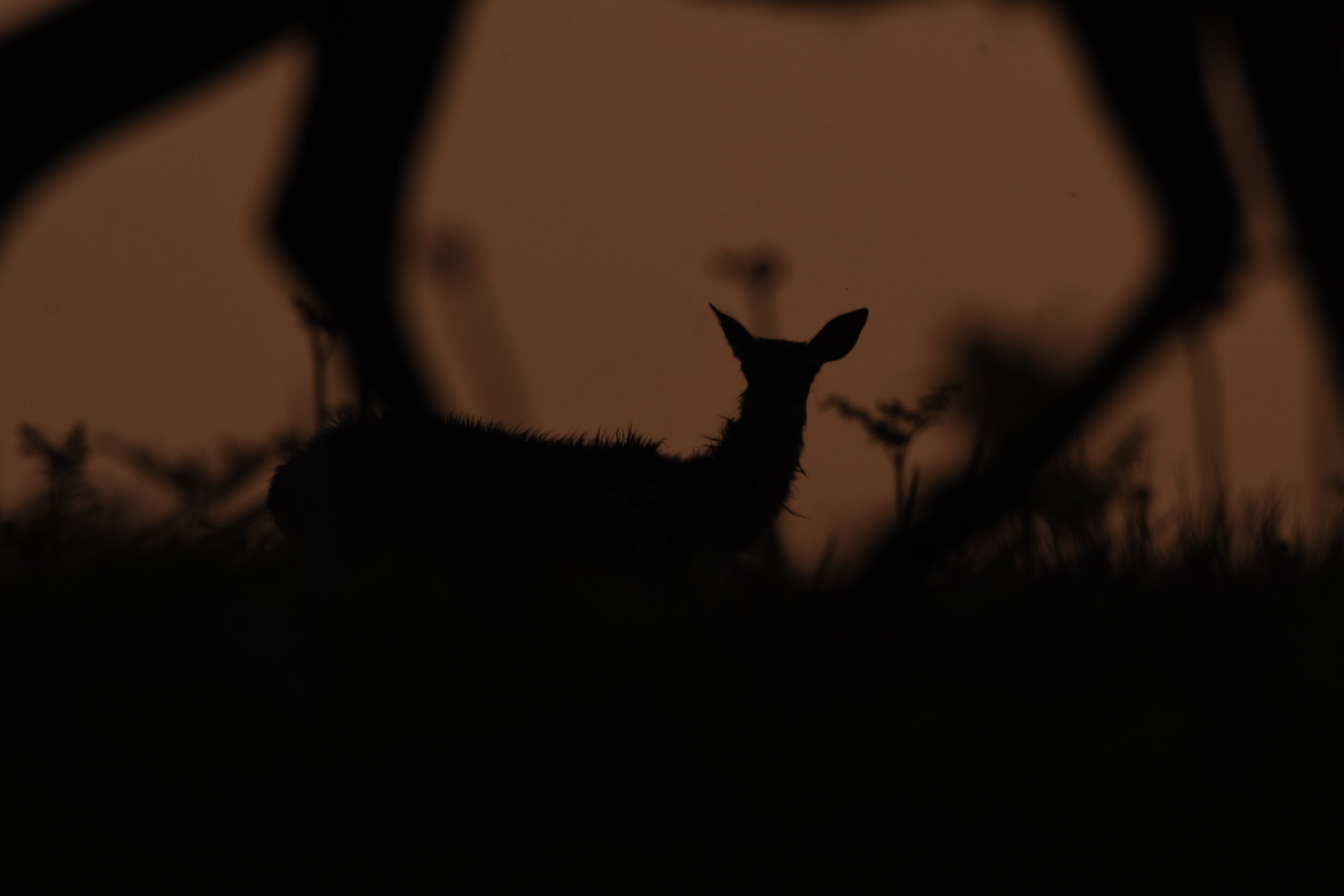 DSC_1330.jpeg
