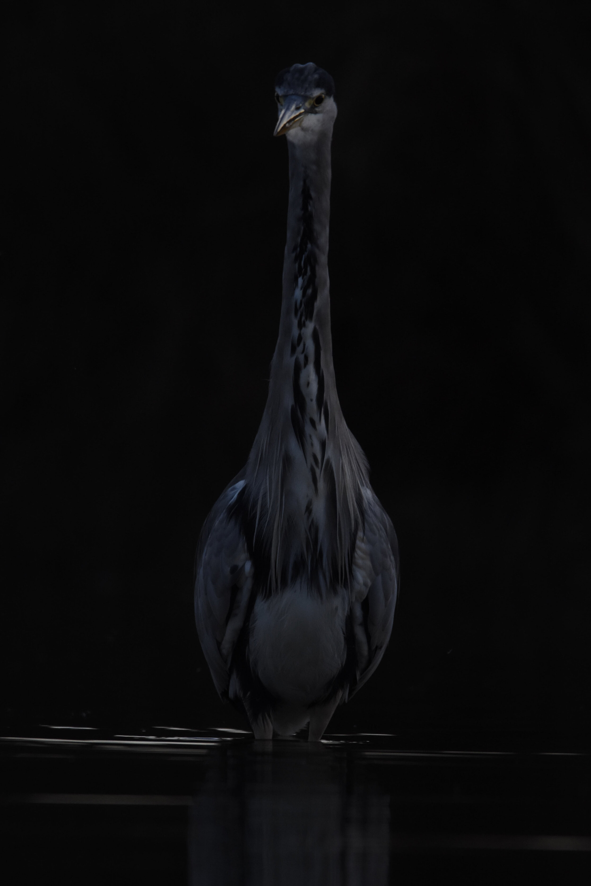 F1668220-F97D-480F-BF87-6693E00D0785_1_201_a.jpeg