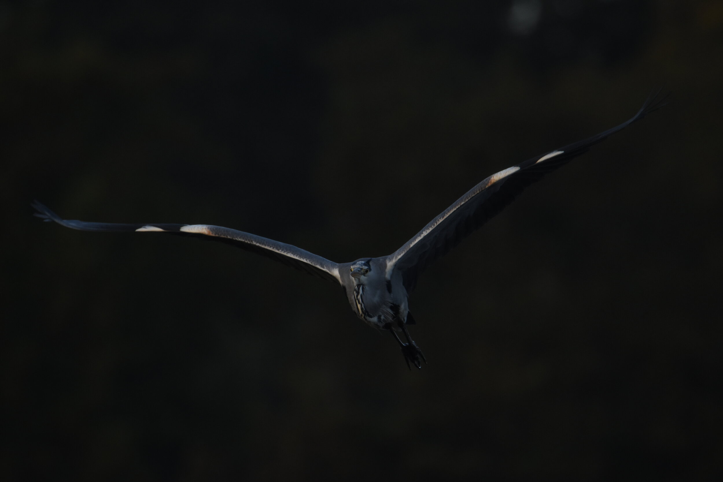 7547969B-F274-479D-B26C-6EE3637CCAA6.jpeg