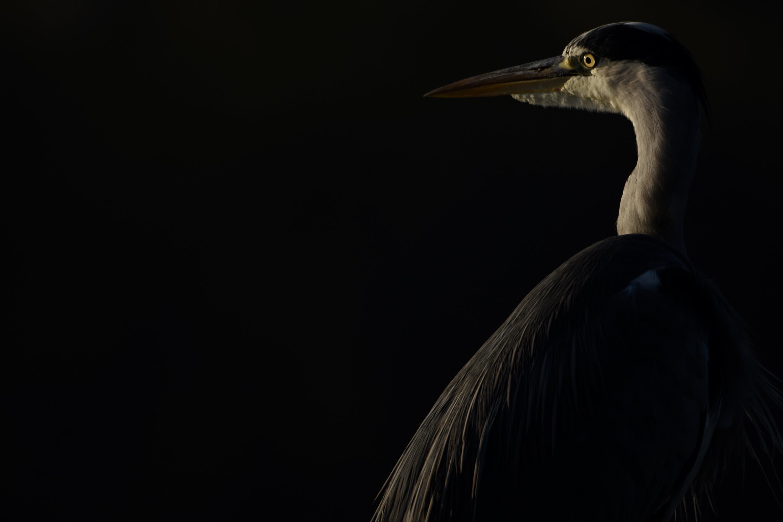 FDD60225-7ADF-4F94-AF62-4C4164C64AF0_1_201_a.jpeg