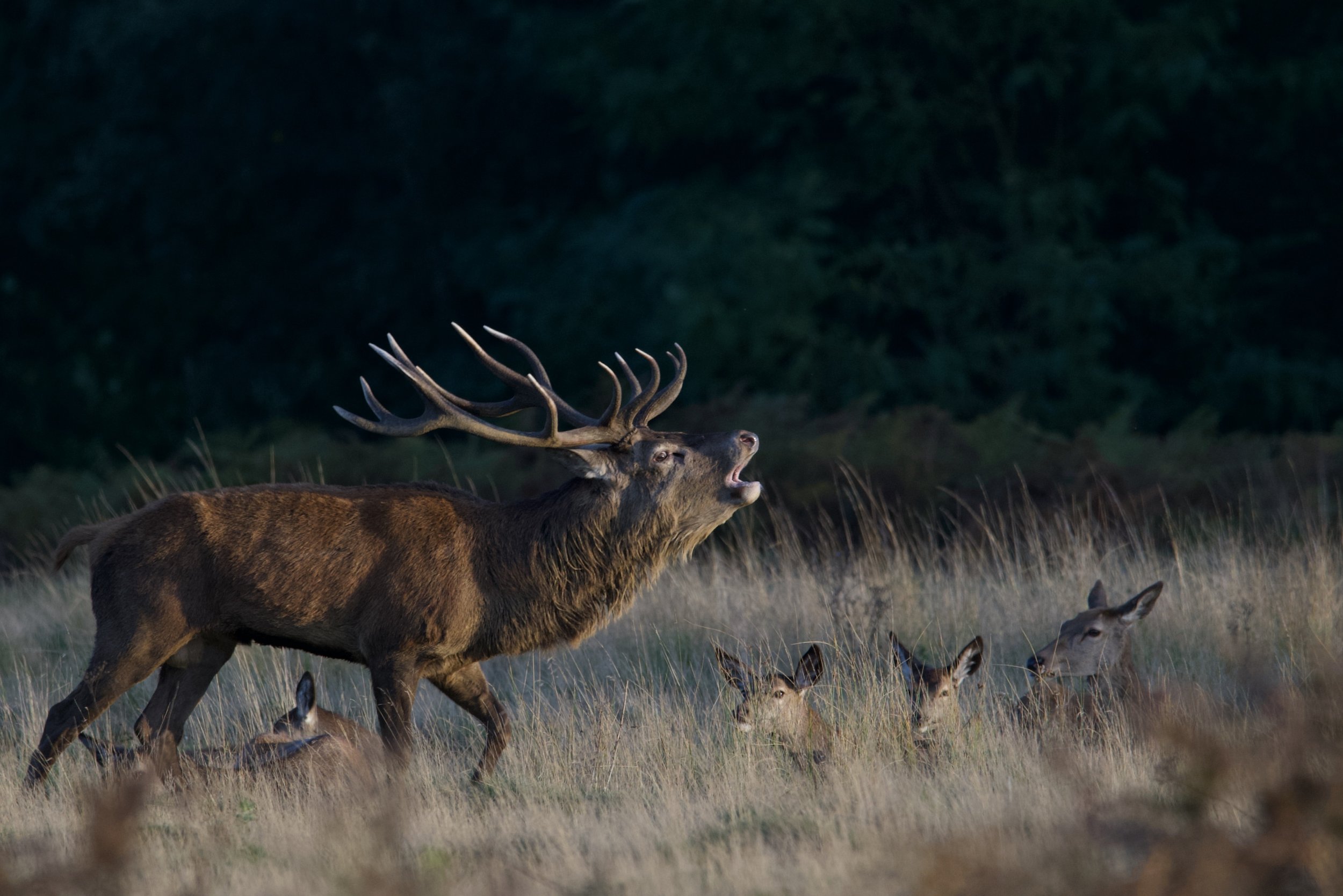 DSC_1386.jpeg