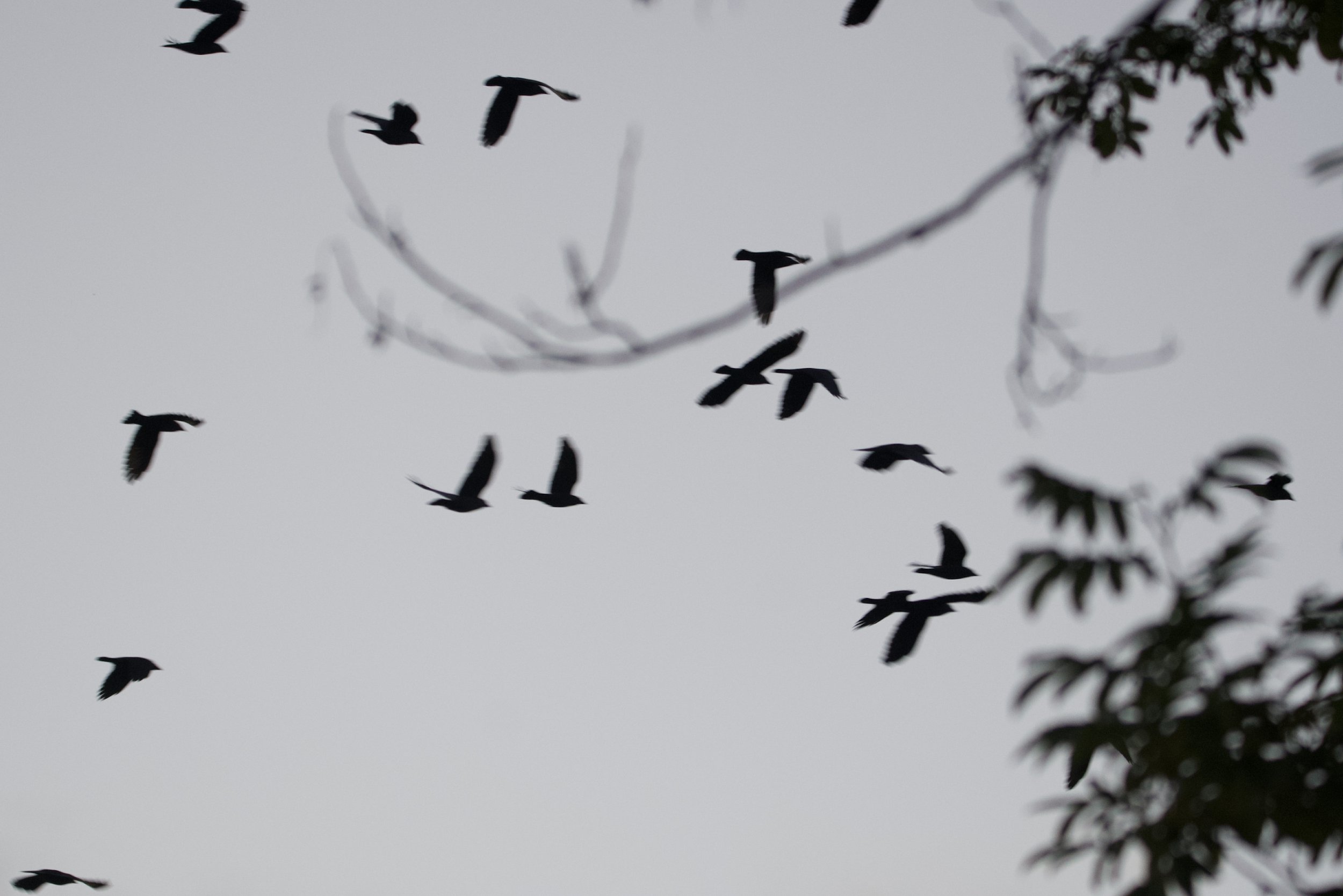 DSC_7987.jpeg
