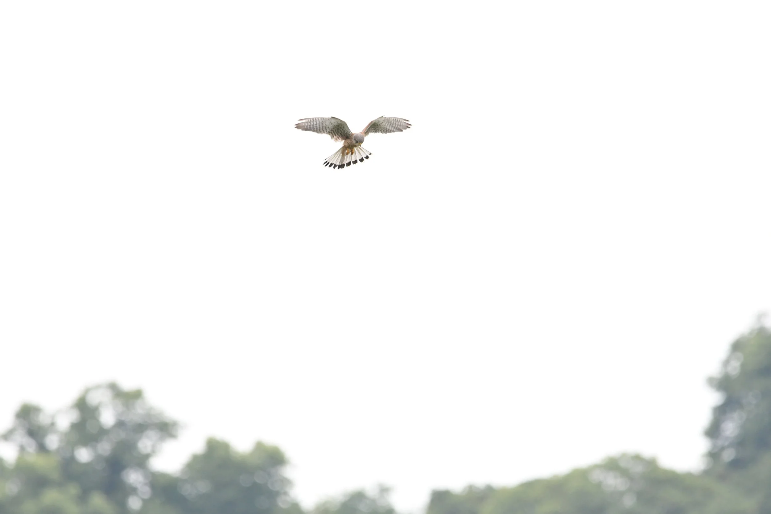DSC_0678.JPG