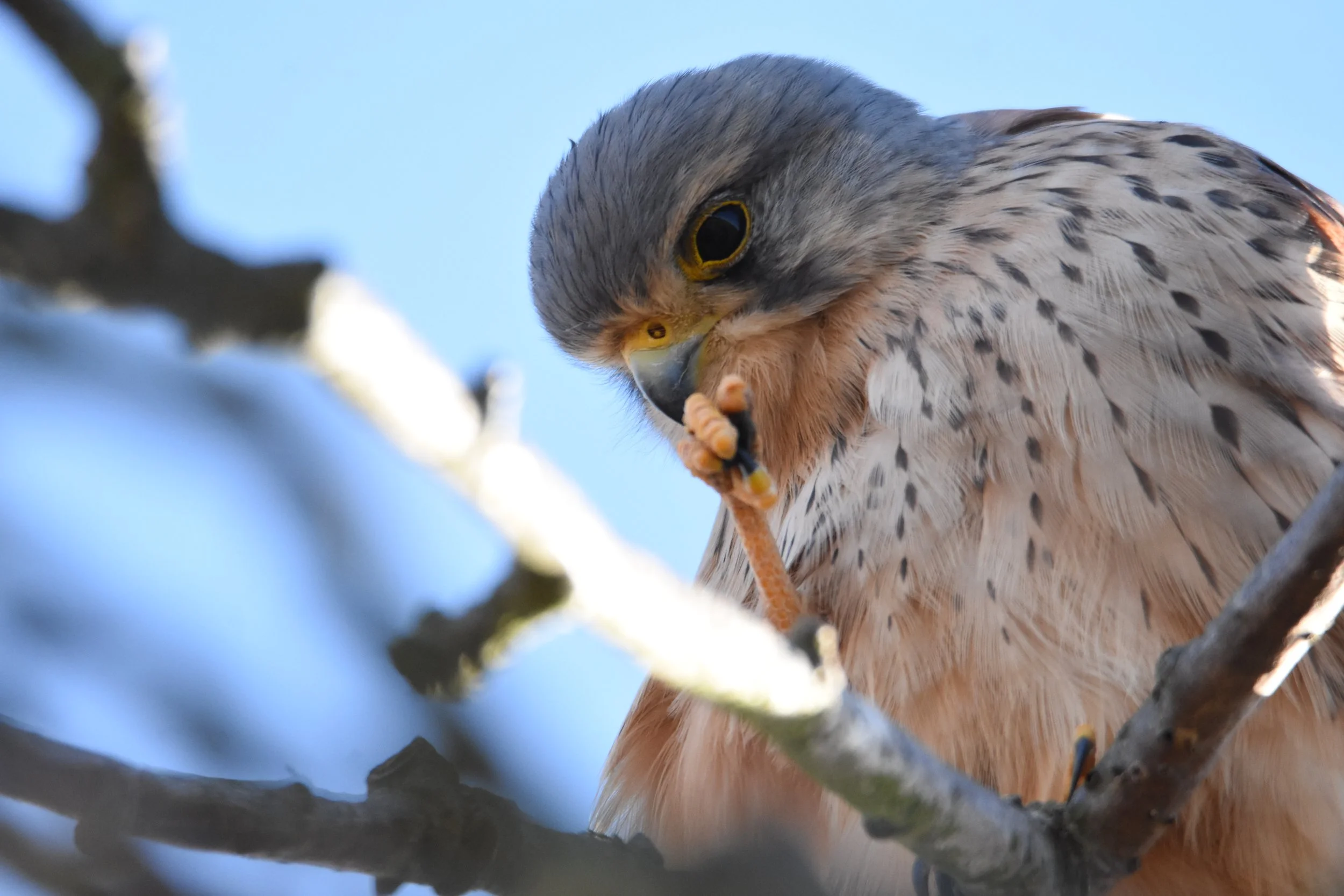 DSC_9033.JPG