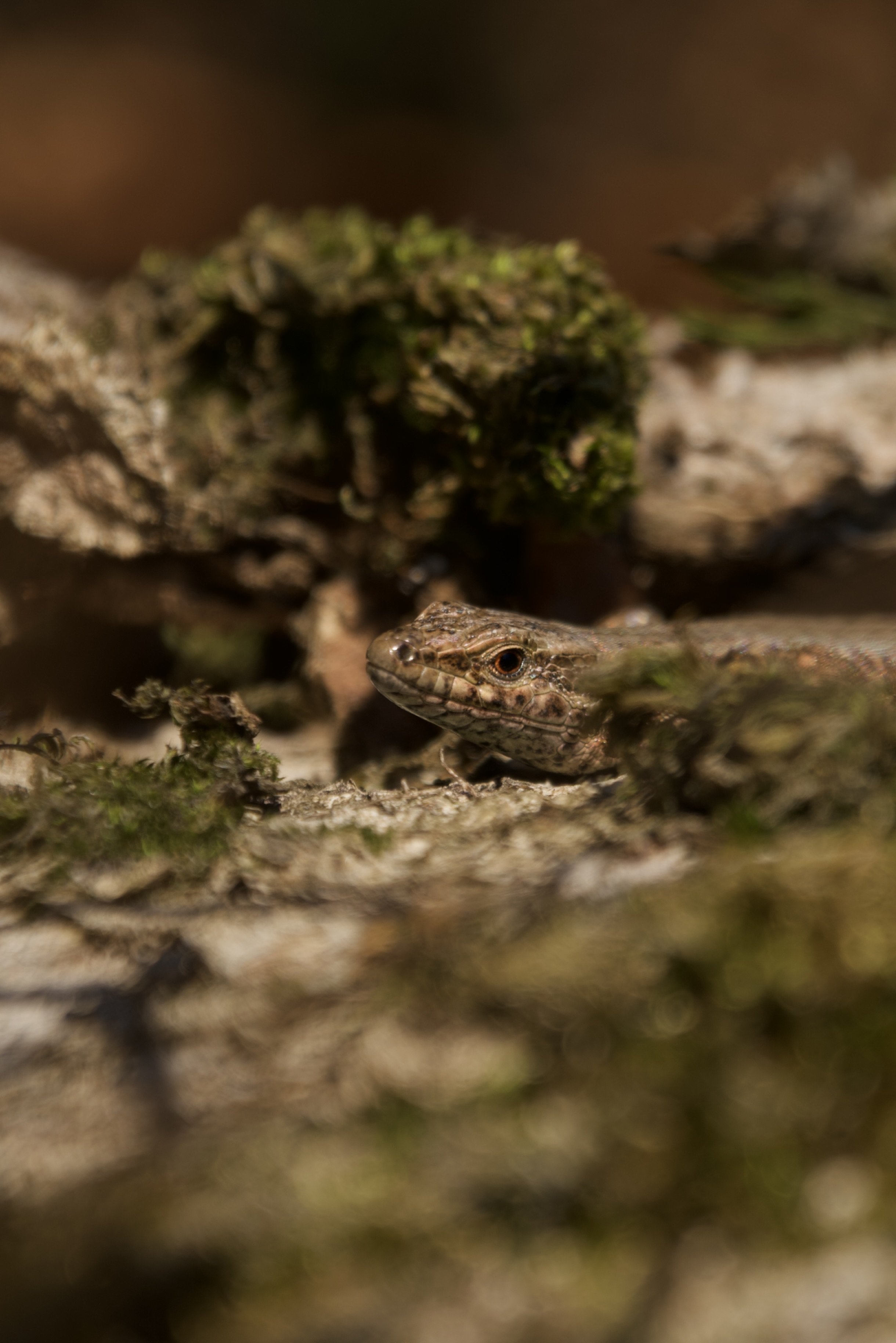 DSC_8671.jpeg