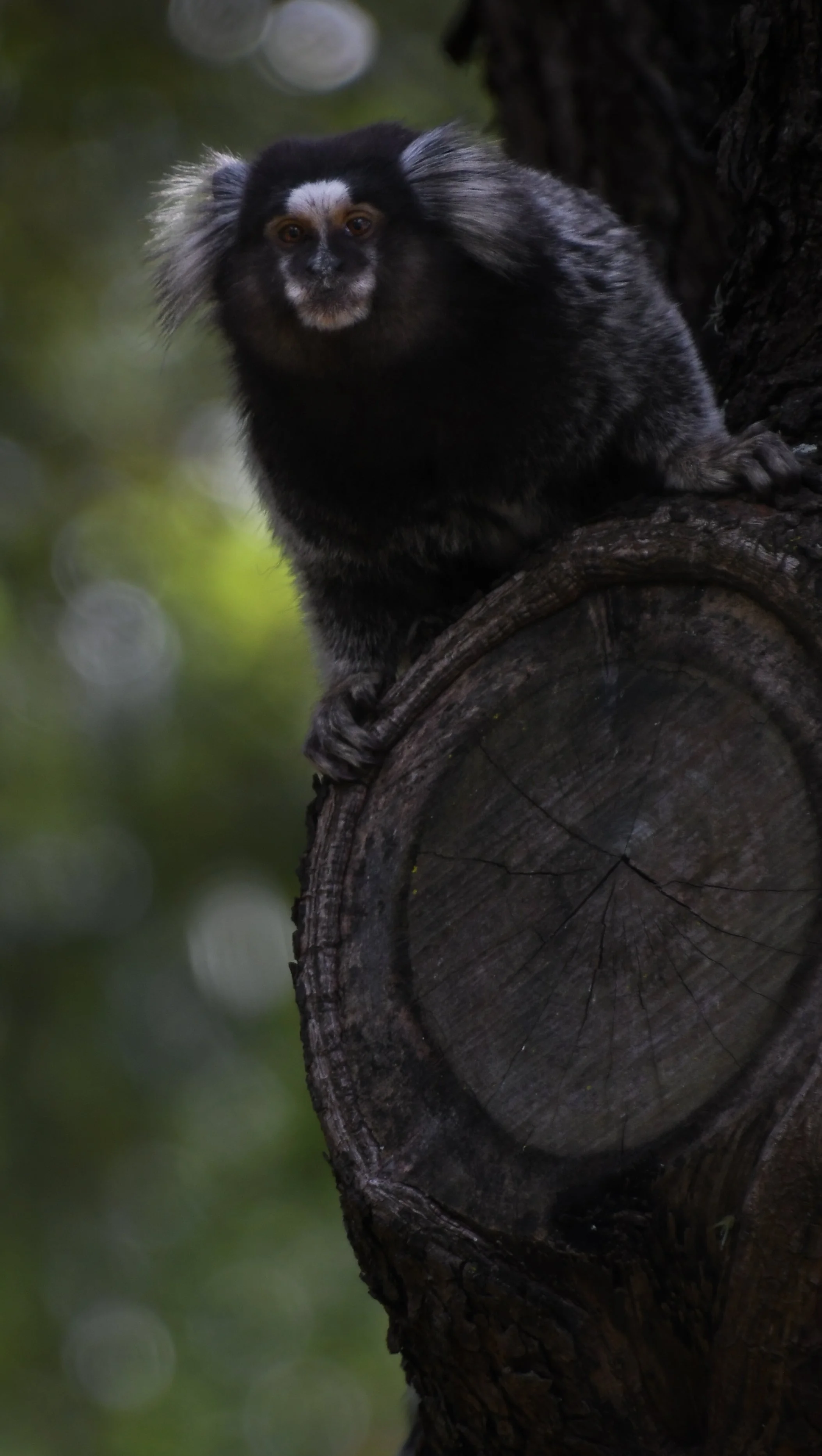 DSC_8114.jpg
