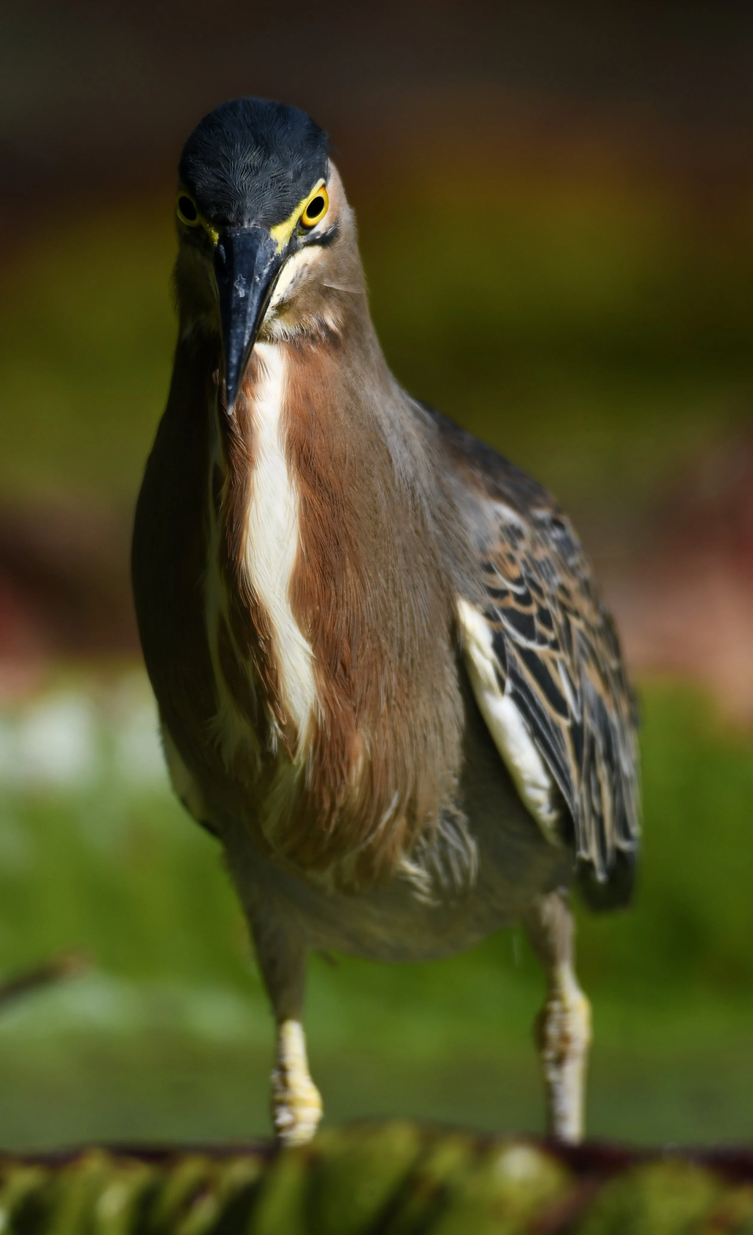 DSC_0169.jpg