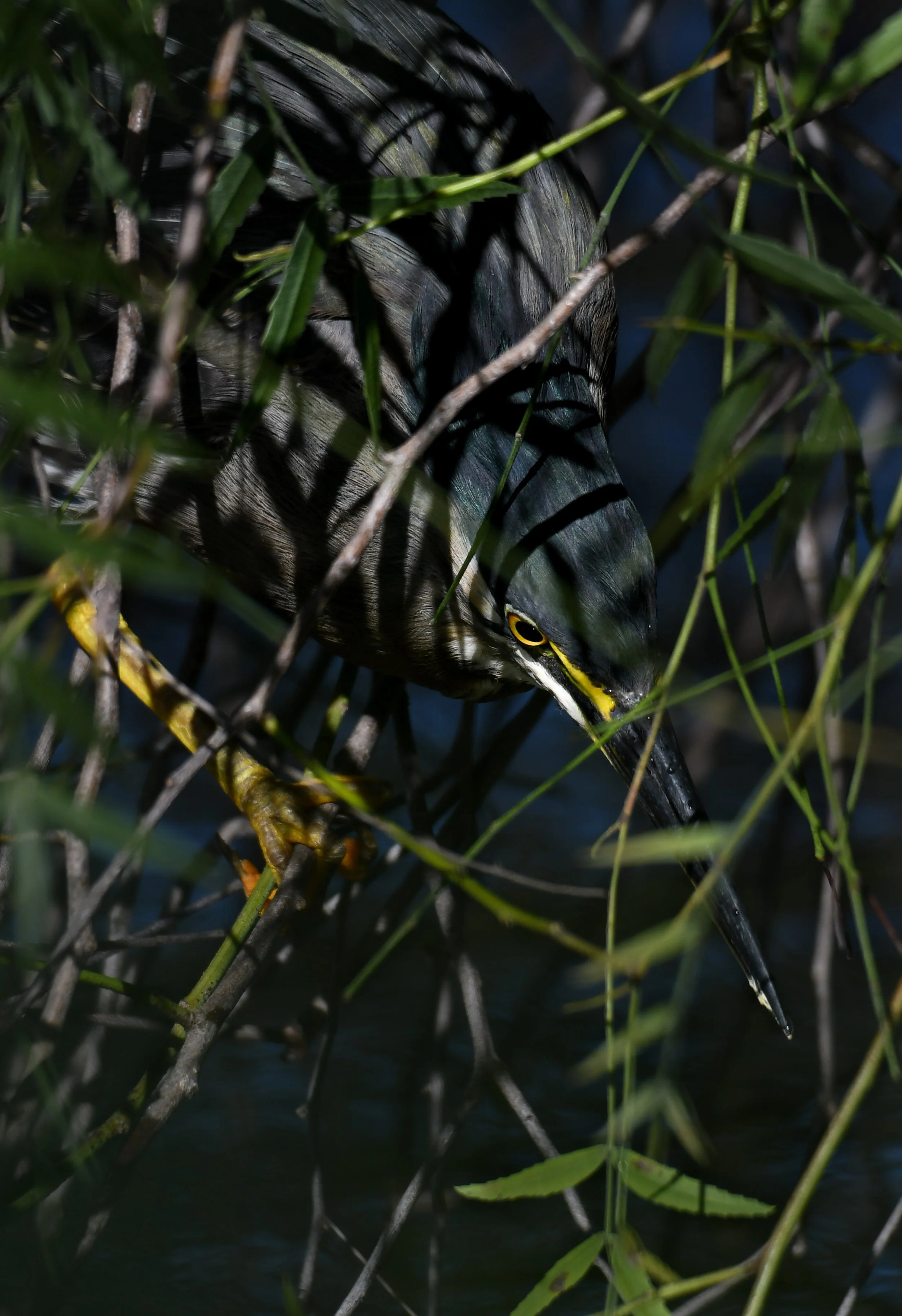 DSC_8540.jpg