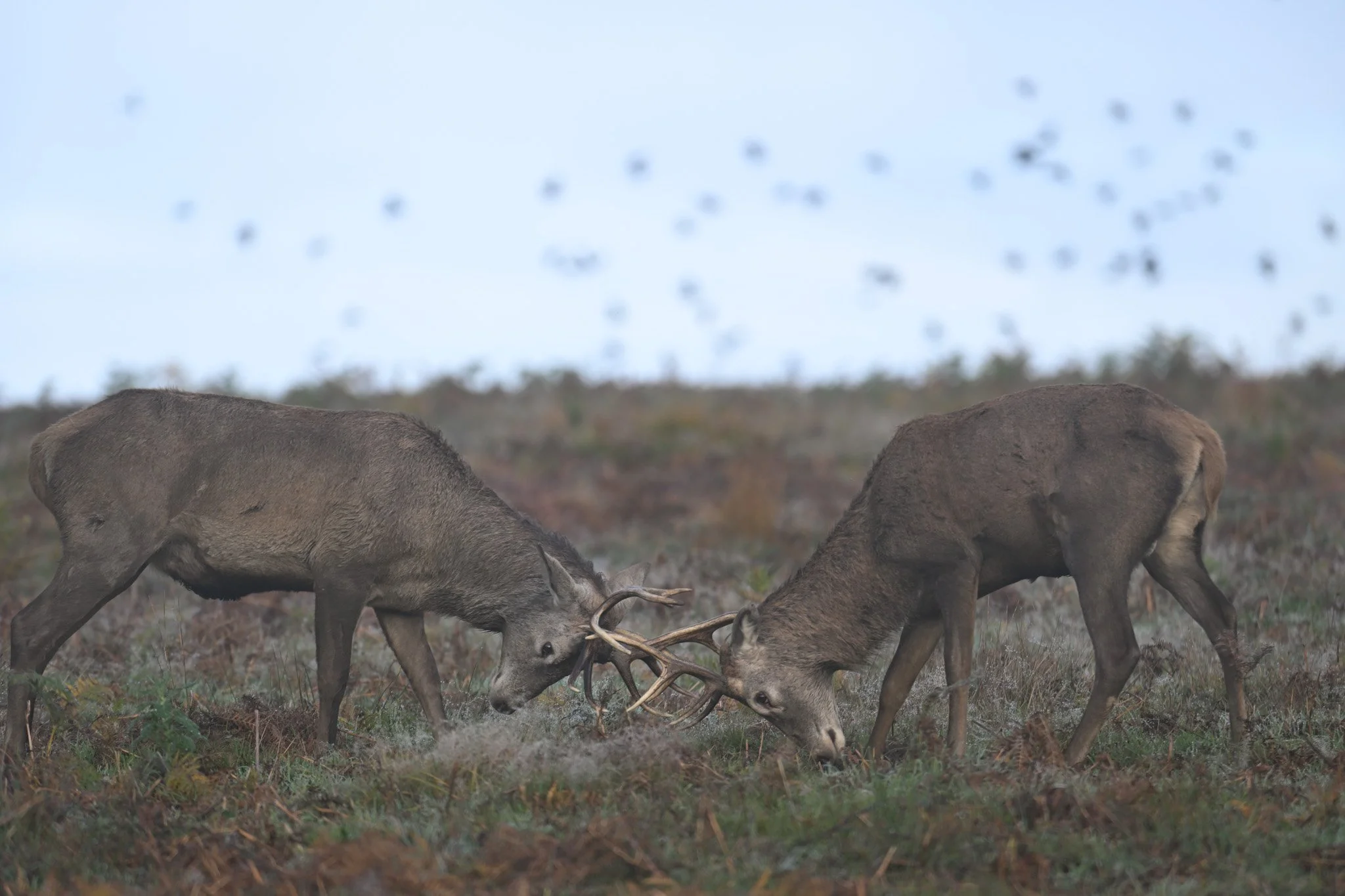 DSC_0476.jpg