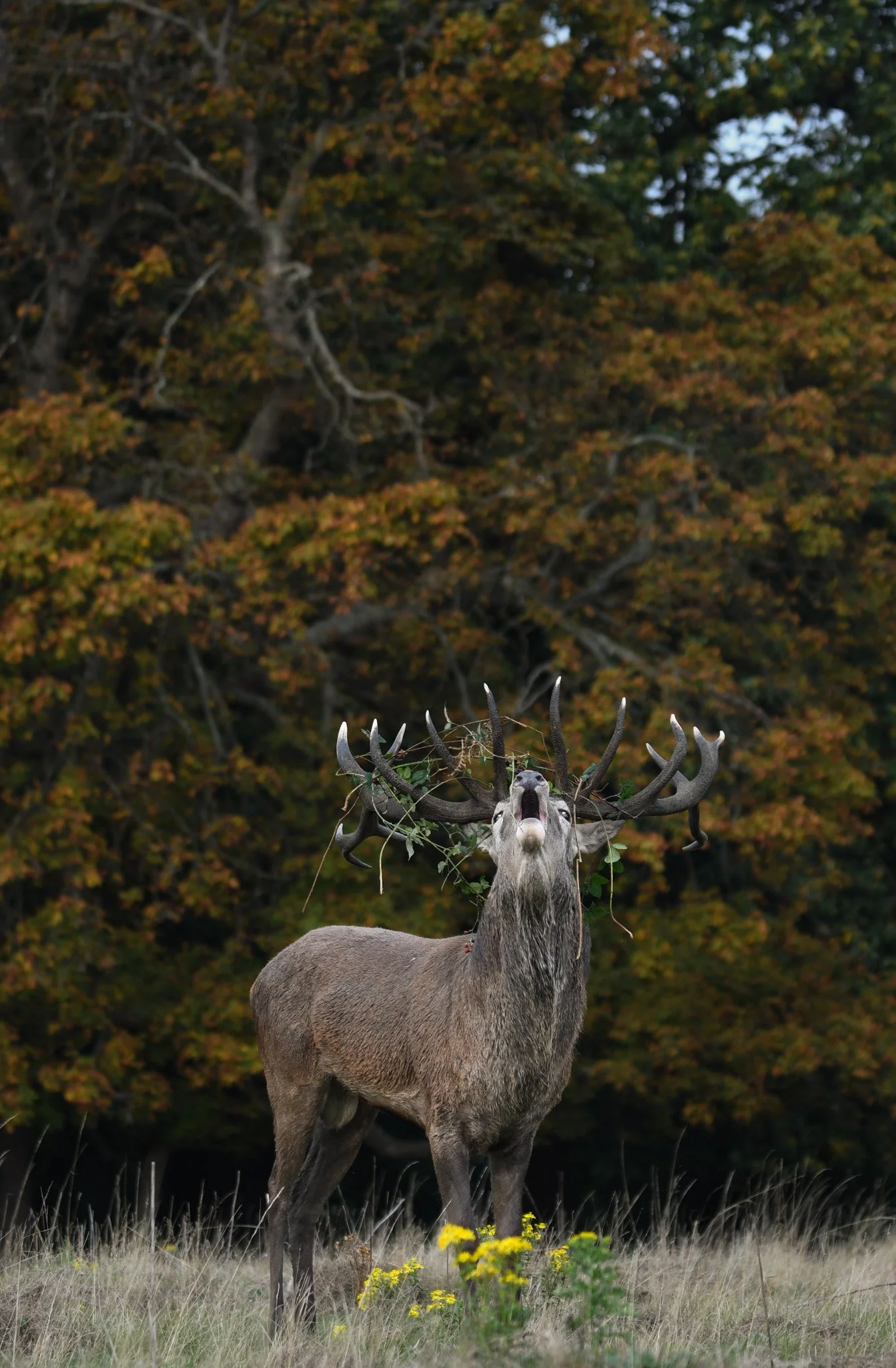 DSC_1178.jpg
