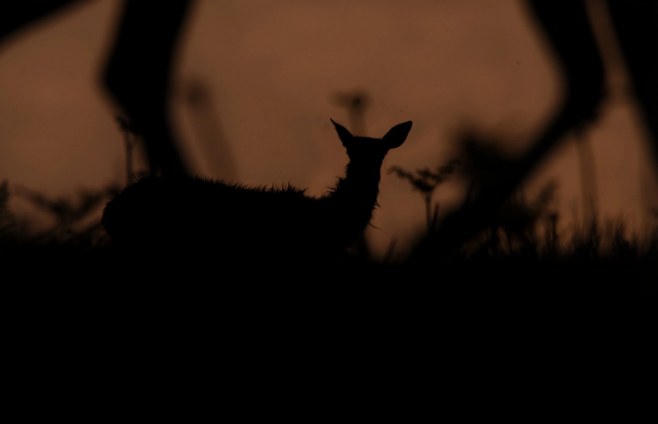 'Settling Down for the Evening'.jpg