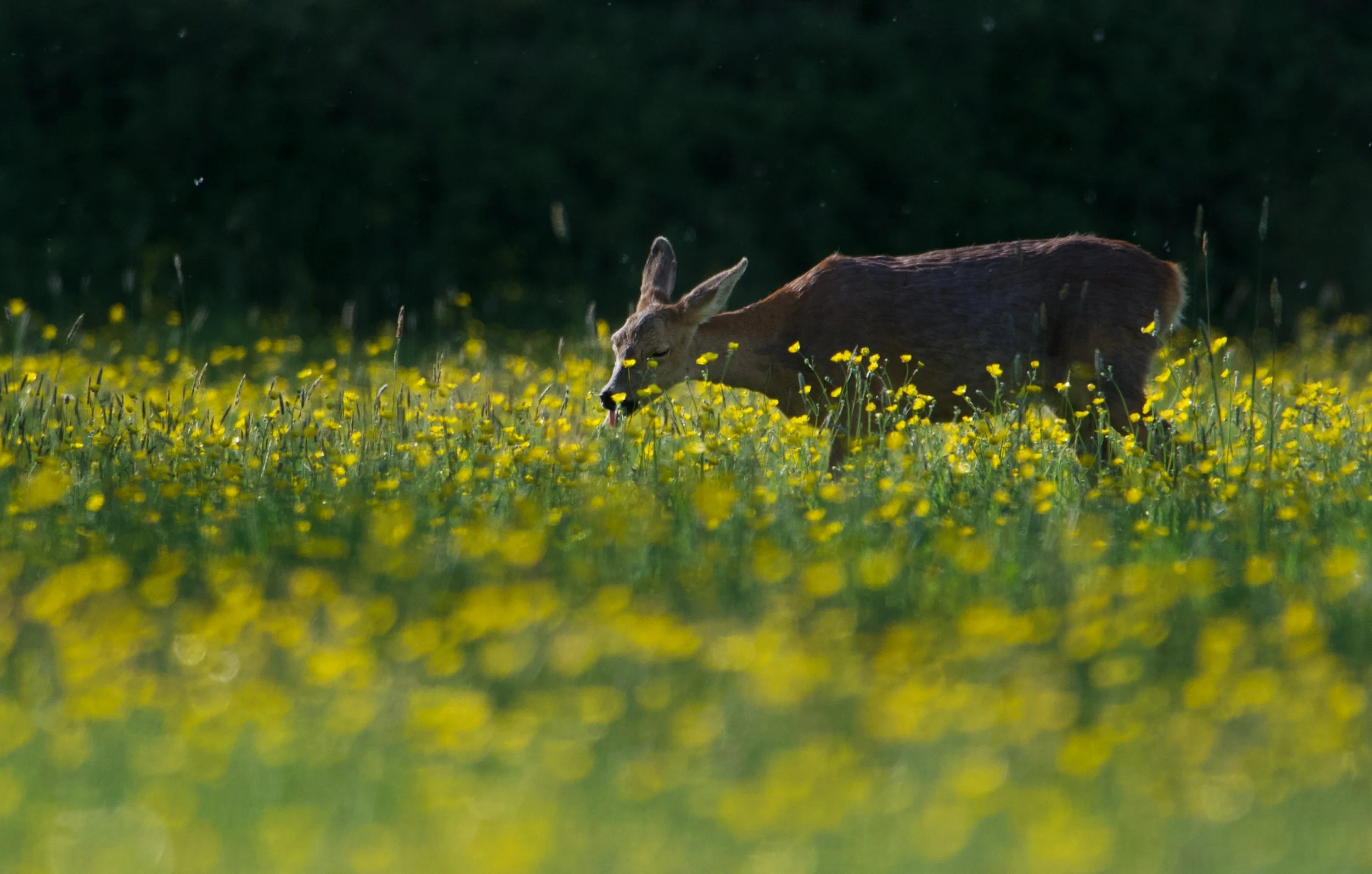 'Hayfever in a Photograph'.jpg