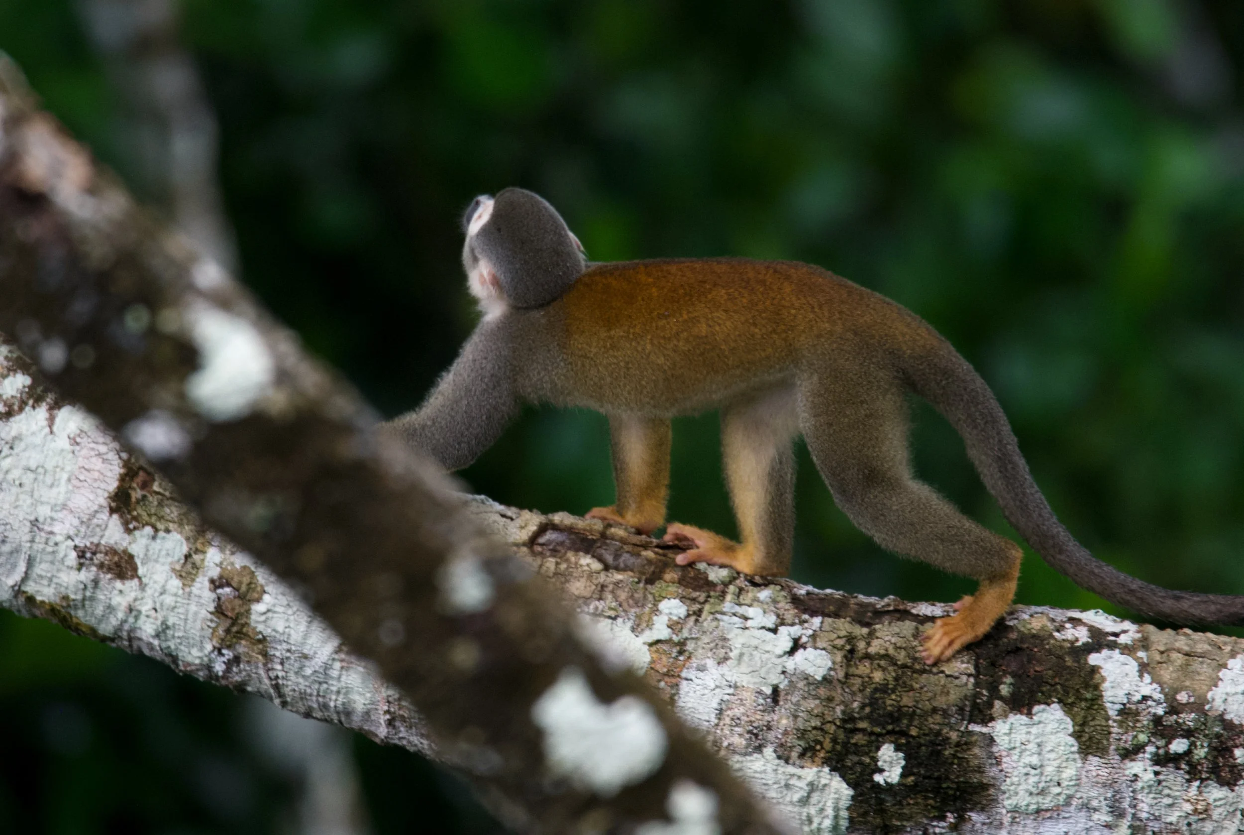 'Places to be Monkeys to see'.jpg