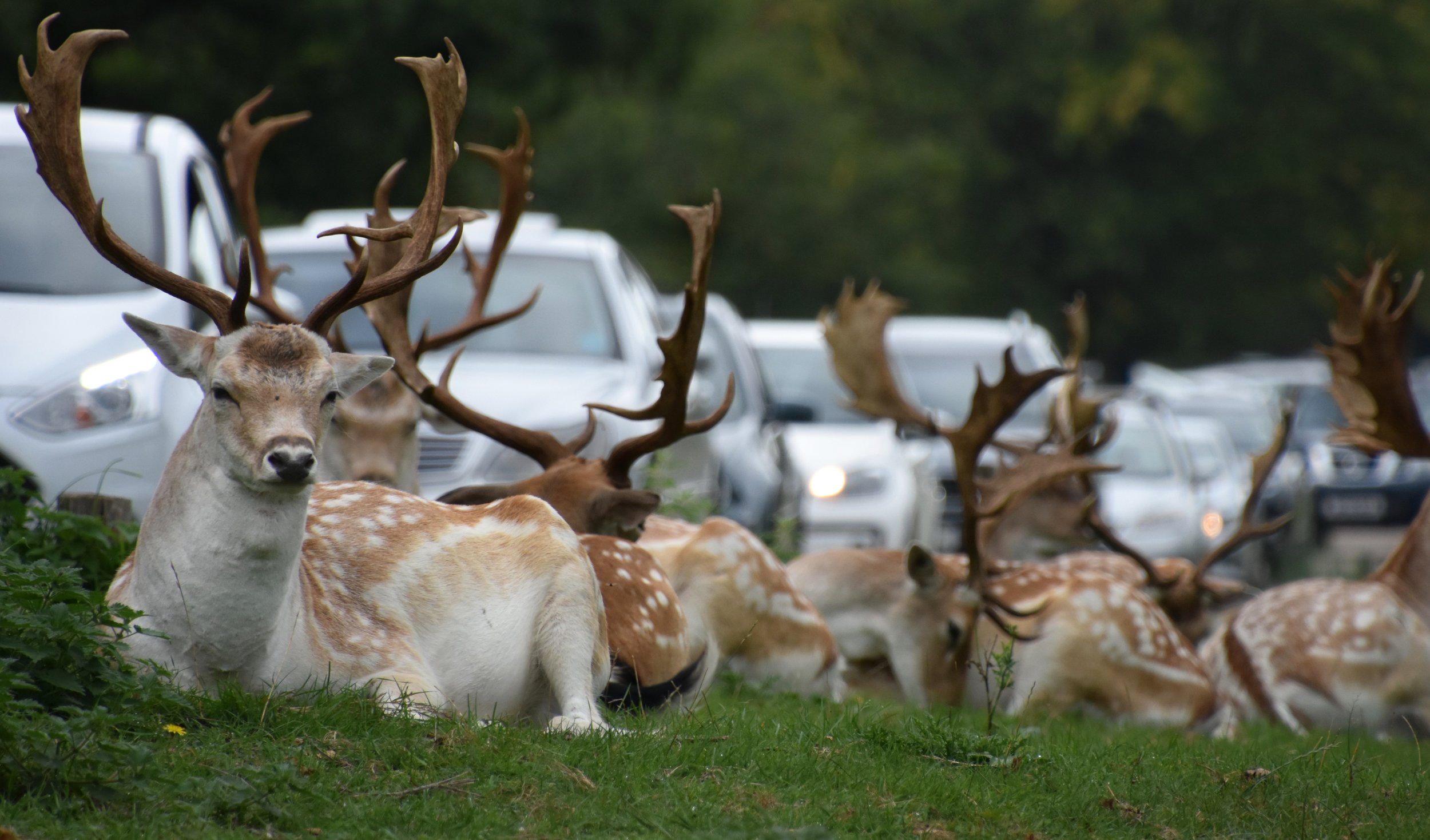 'Richmond Park's Clash Of Worlds'.jpg