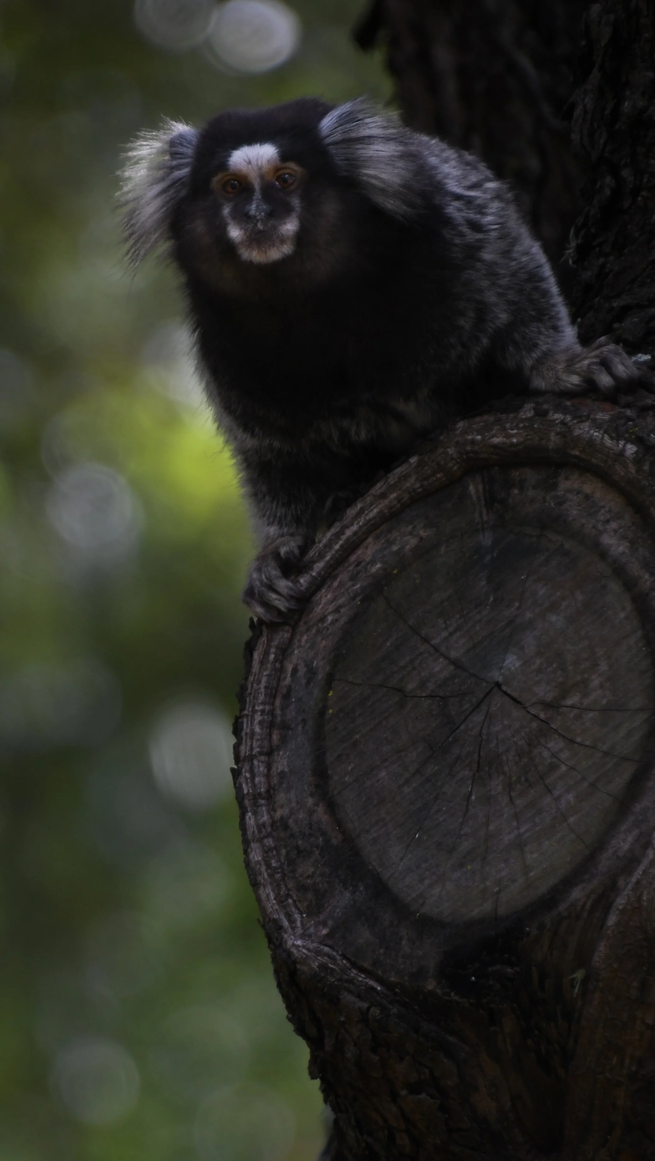 'Ibirapuera Park's adorable Mafia'.jpg