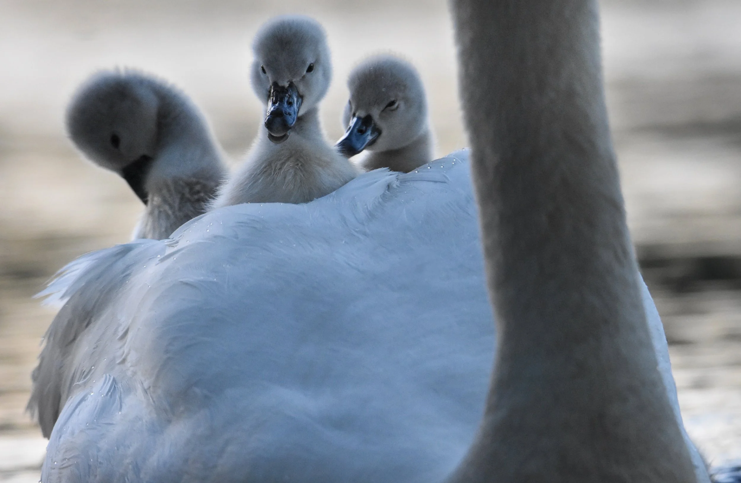 'A Lift with Mum'.jpg