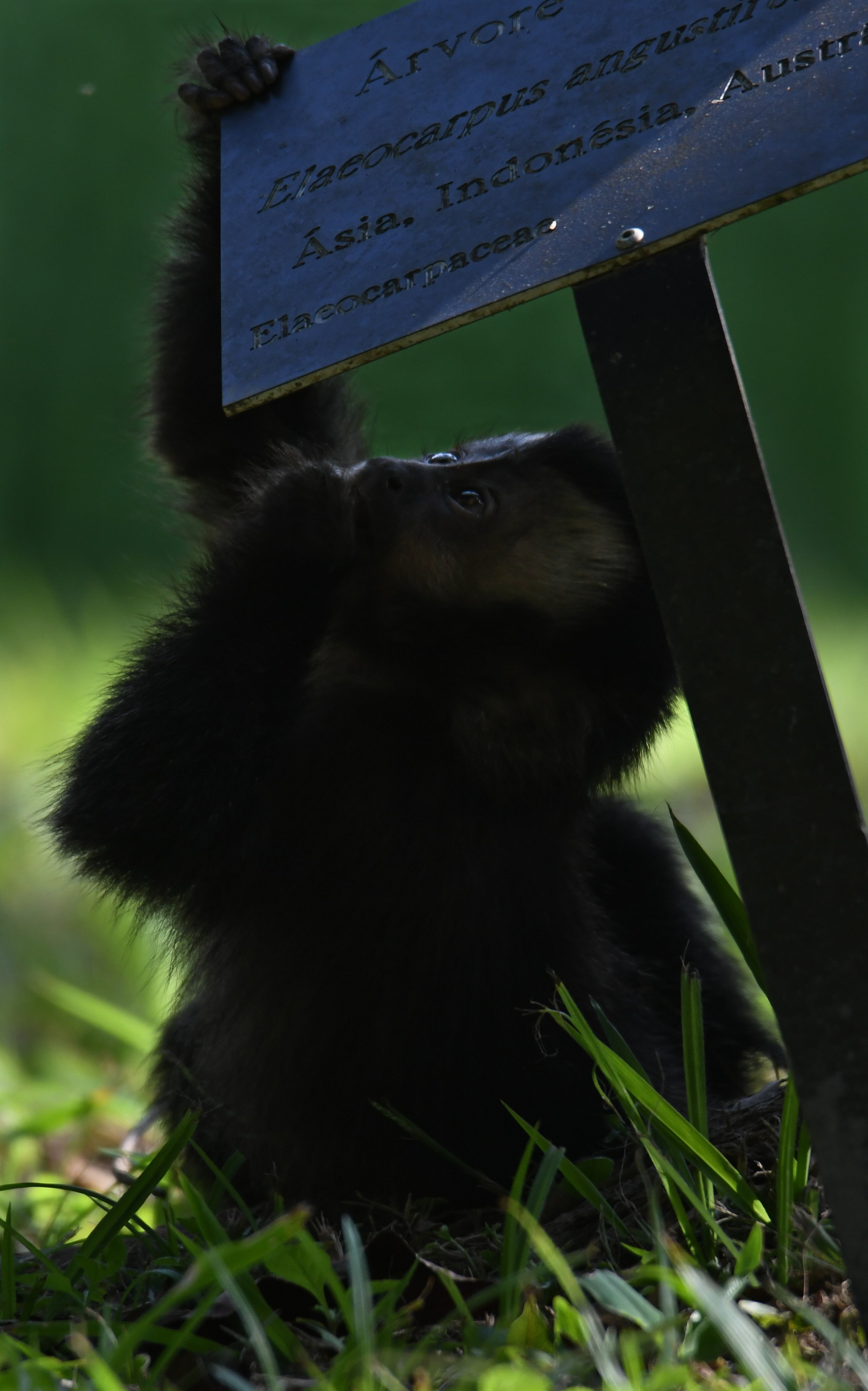 'Curious George'.jpg