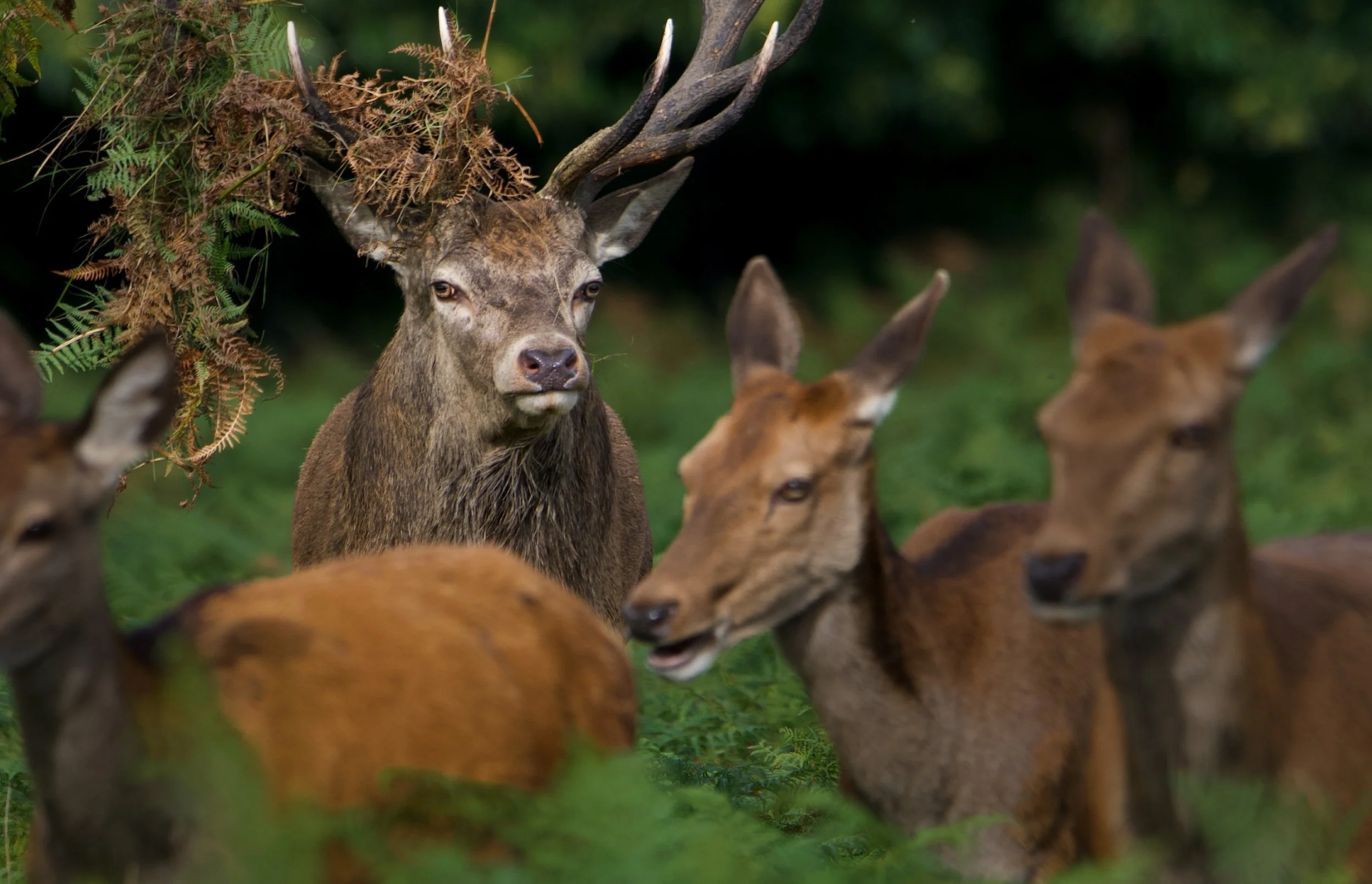 'Blending in'.jpg