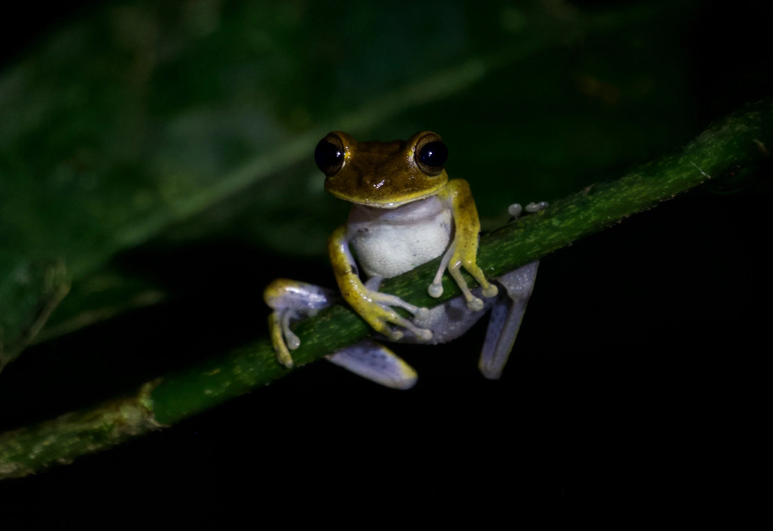 'An Evening Person'.jpg